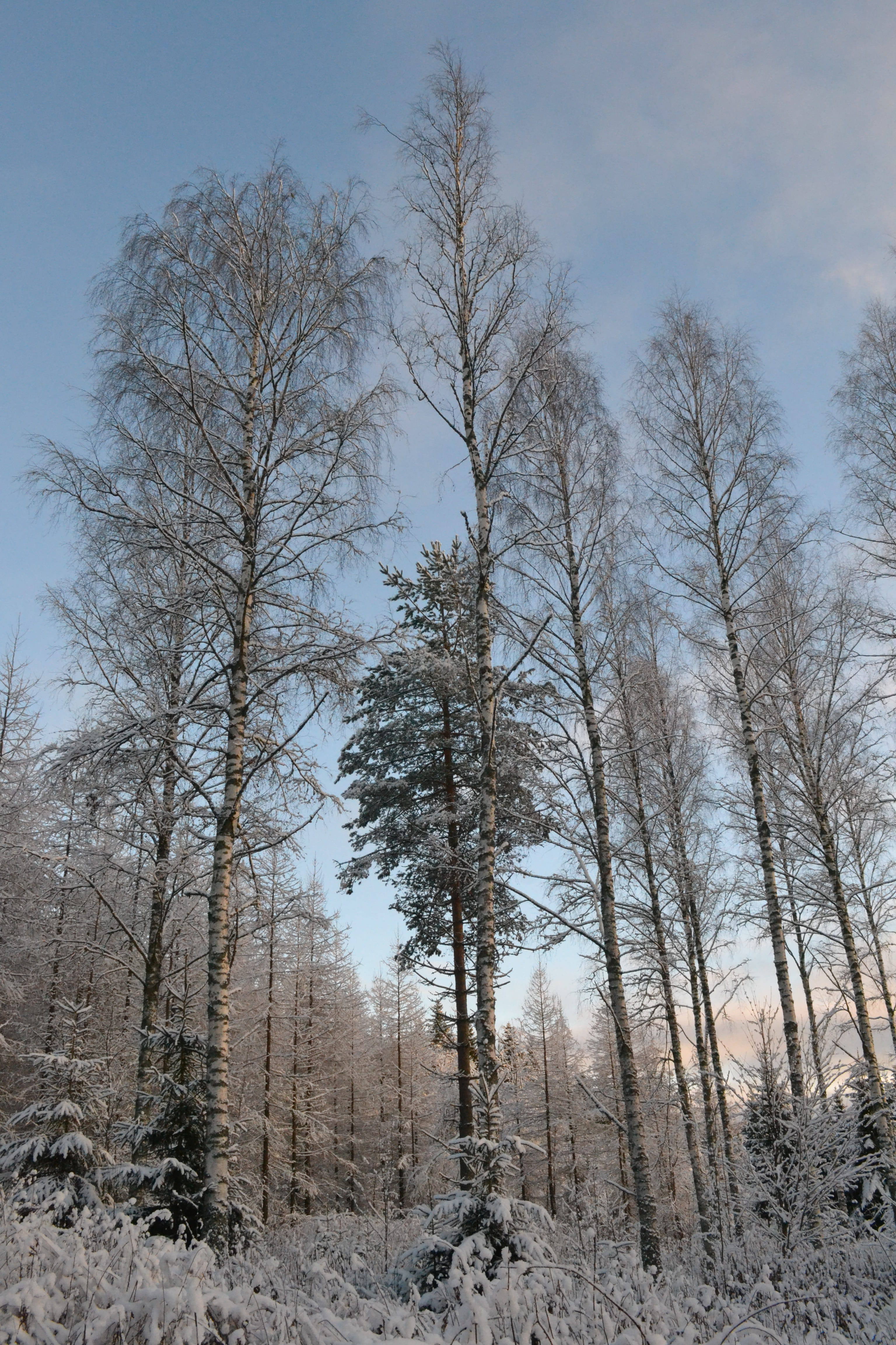 trees, luonto, no people, day, nature, savonlinna, outdoors, metsä, lumi, talvi, birch, bare tree, tree, cold temperature, finland, winter, growth, forest, Phone HD Wallpaper