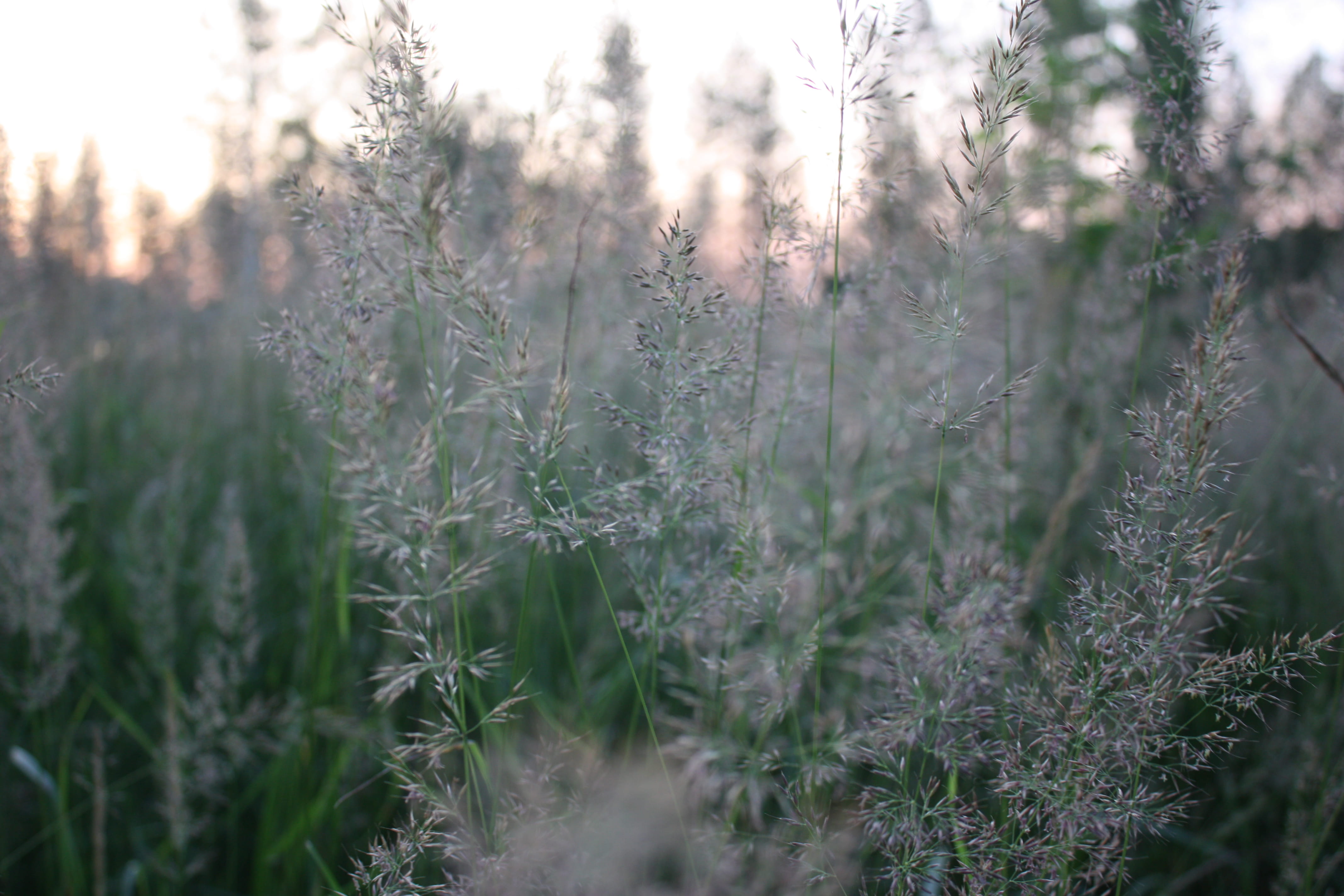 sun, summer, day, 4K, nature, plant, selective focus, environment, field, tranquil scene, forest, suomi, tranquility, beauty in nature, keuruu, sunset, HD Wallpaper