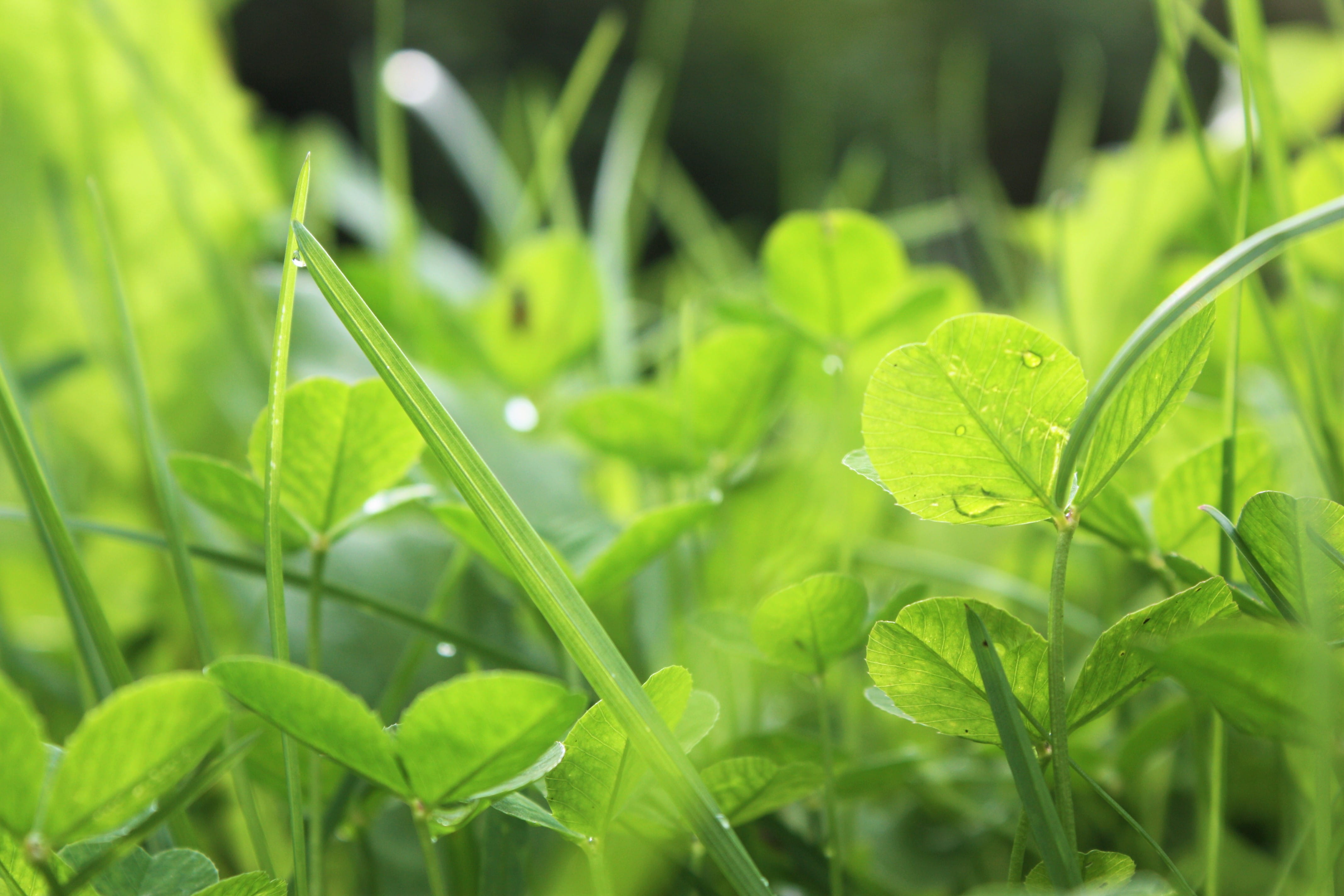 leaves, nature, field, drop, selective focus, plant part, green, wet, herb, growth, suomi, day, no people, plant, outdoors, grass, close-up, water, freshness, HD Wallpaper