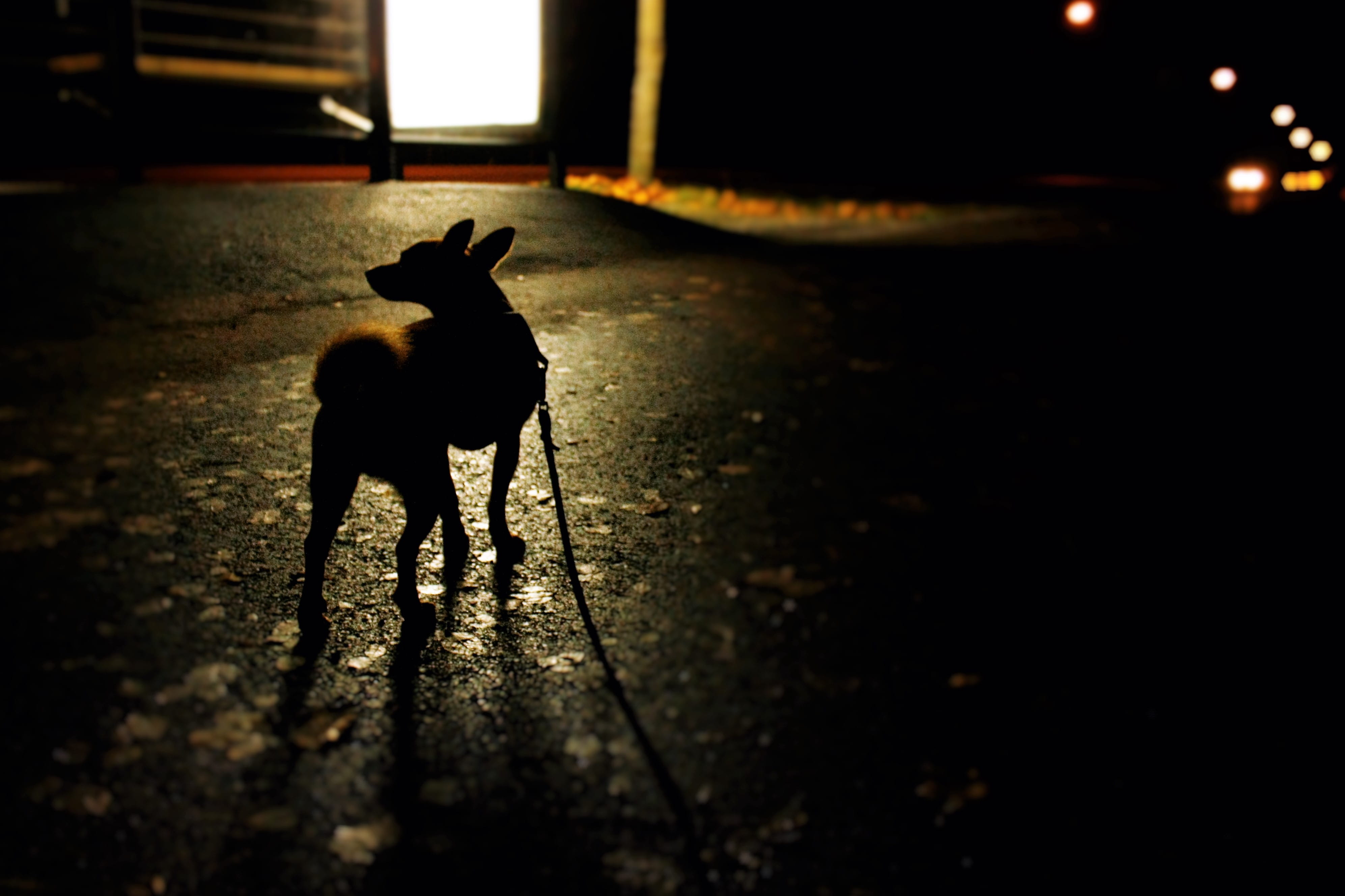 leash, city, autumn, 4K, domestic animals, bus, night, pirkkala, domestic, vertebrate, walk, mammal, canine, street, outdoors, stand, nature, pets, no people, HD Wallpaper
