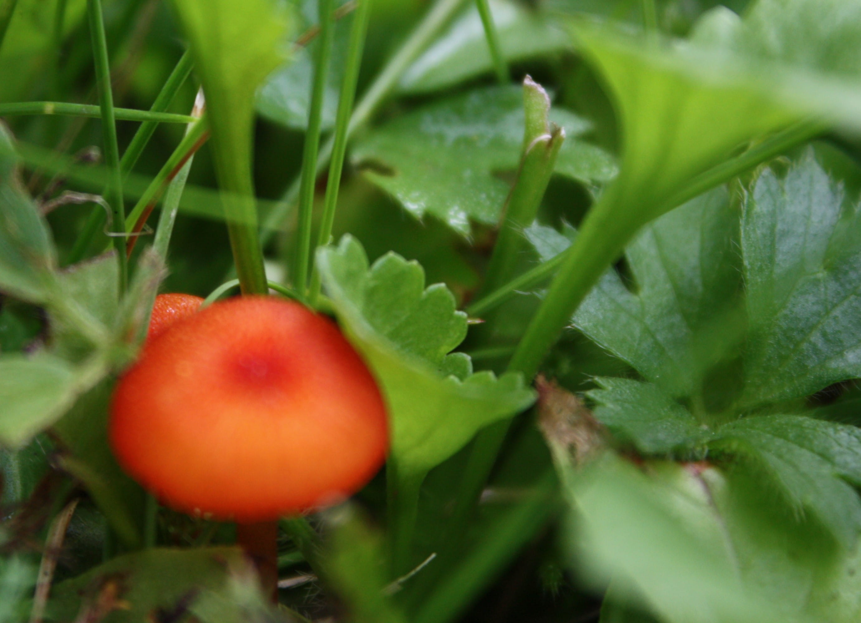 day, red, plant, ripe, green, healthy eating, grass, food and drink, growth, wellbeing, no people, tomato, orange, plant part, agriculture, selective focus, HD Wallpaper
