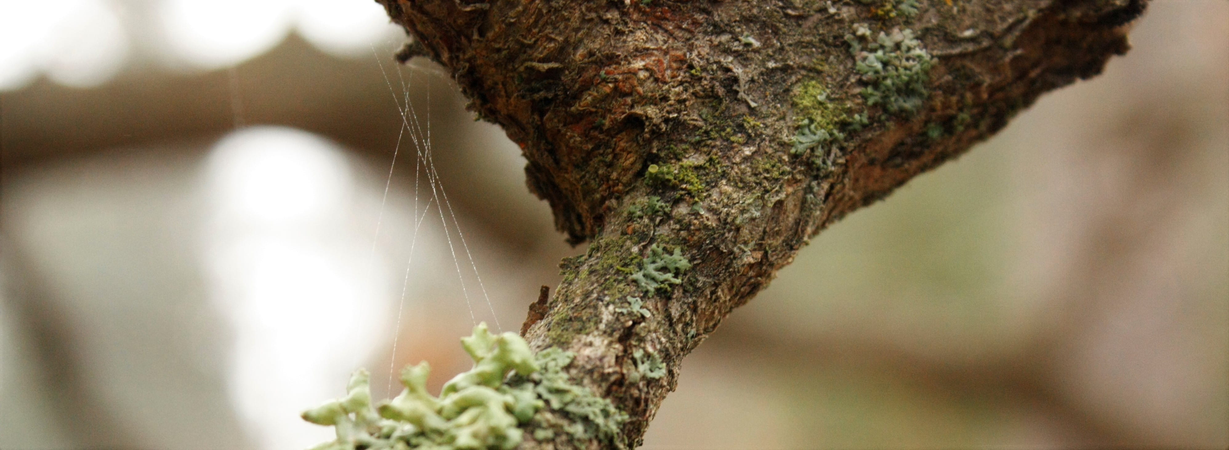 no people, tree, moss, 4K, braun, forest, tree trunk, suomi, rough, lichen, nature, outdoors, spider, close-up, branch, brown, day, rainforest, plant bark, HD Wallpaper