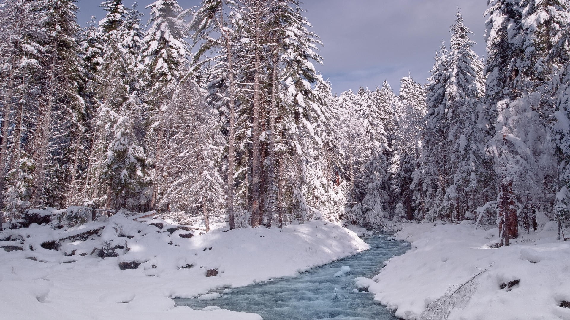 stream, snow, nature, winter, pine, white, lot, trees, hd, 1080P, forest, HD Wallpaper