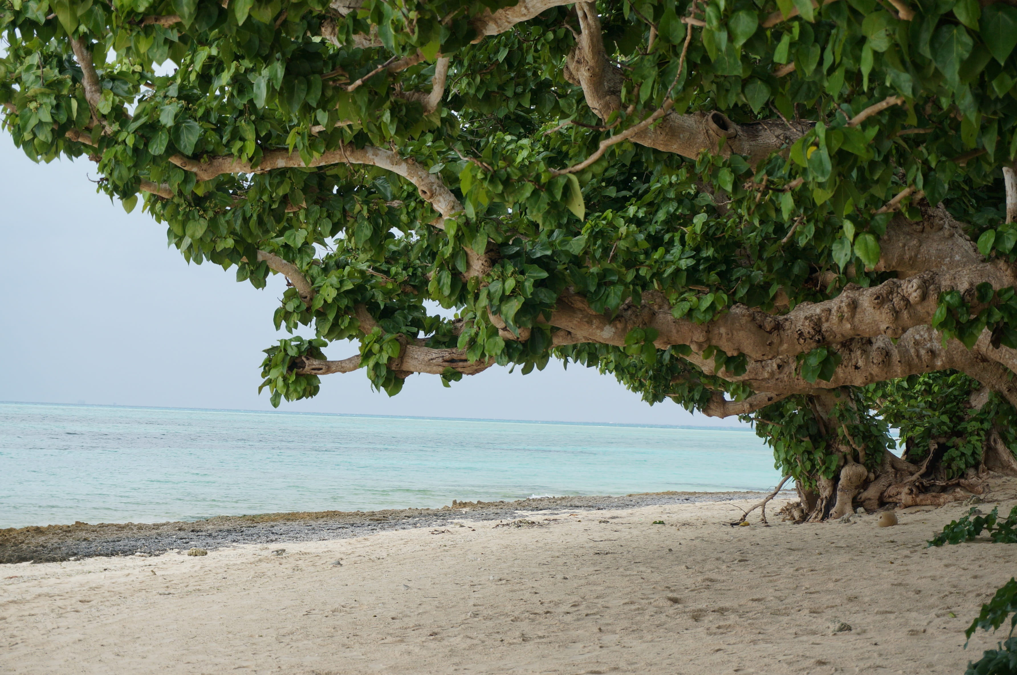land, beach, growth, horizon, green color, nature, 2K, water, windbreak trees, outdoors, tree, sea, tranquility, okinawa prefecture, plant, scenics - nature, HD Wallpaper