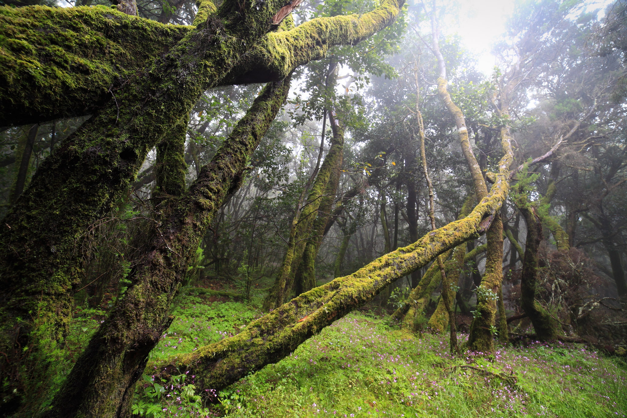 1080P, forest, fog, moss, windbreak, HD Wallpaper