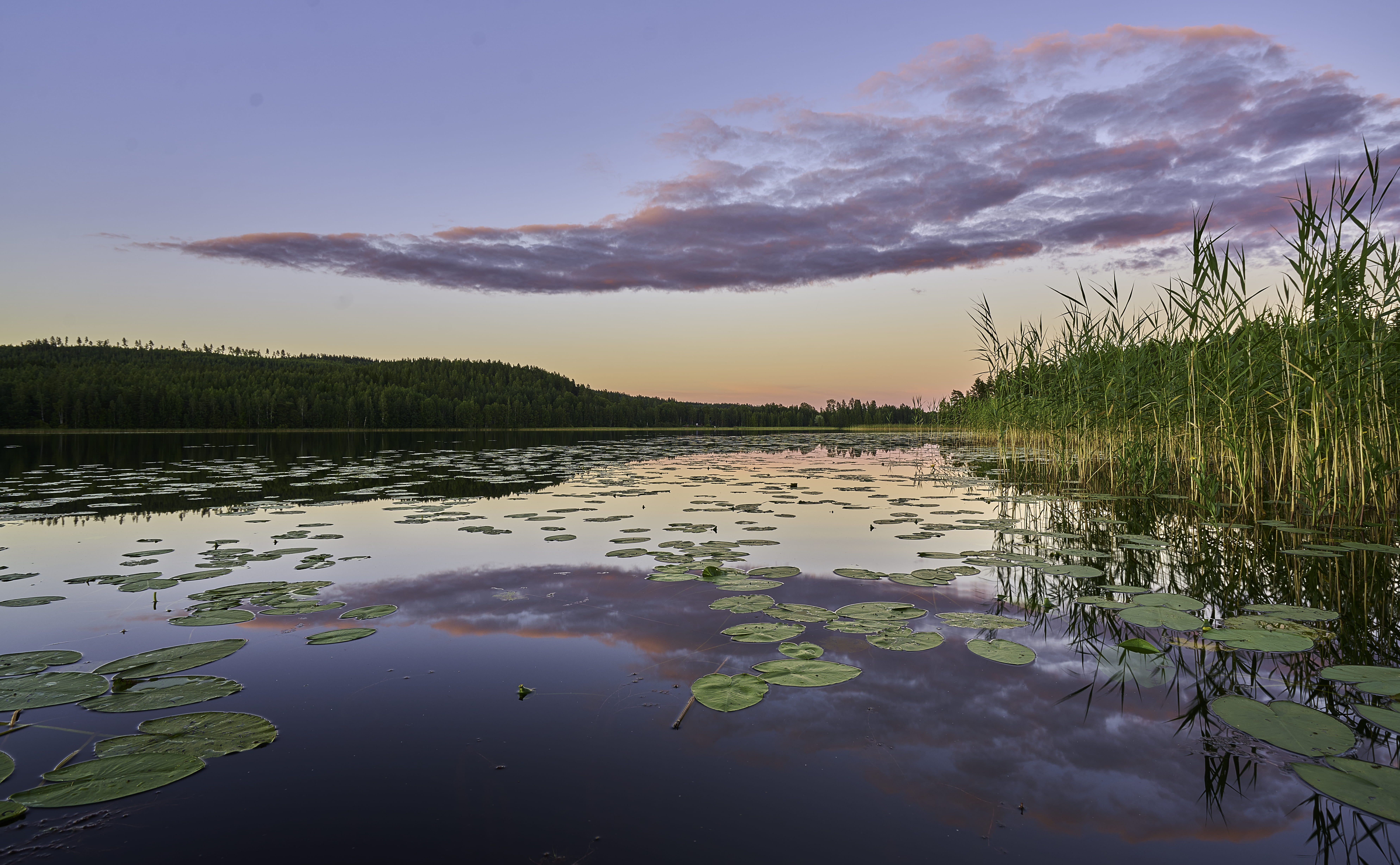 non-urban scene, tranquility, no people, wilderness, swamp, scenics - nature, tree, auringonlasku, maisema, clouds, sunset, autiontie 75, järvi, plant, HD Wallpaper