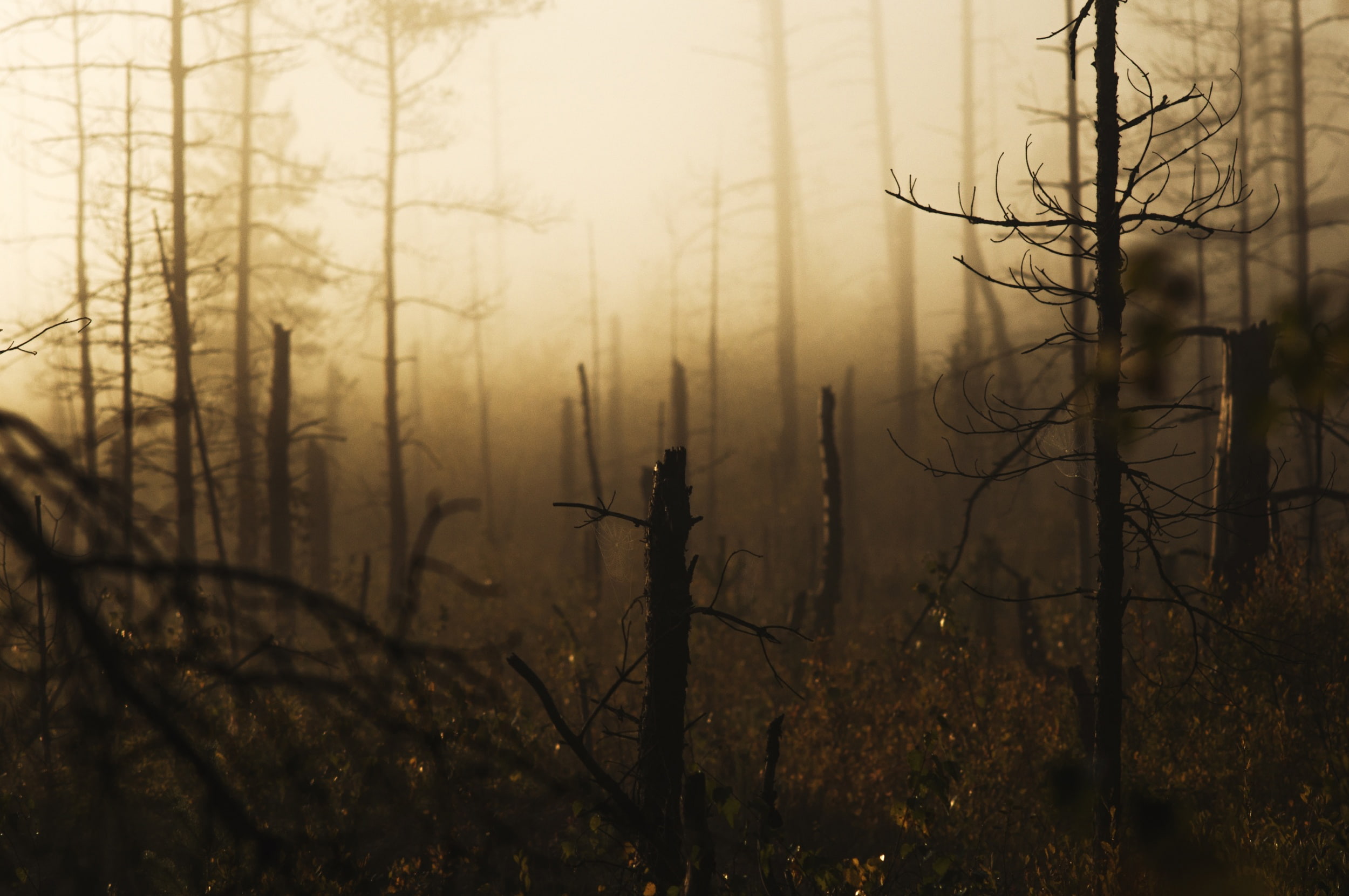windbreak, 1080P, pine, forest, HD Wallpaper
