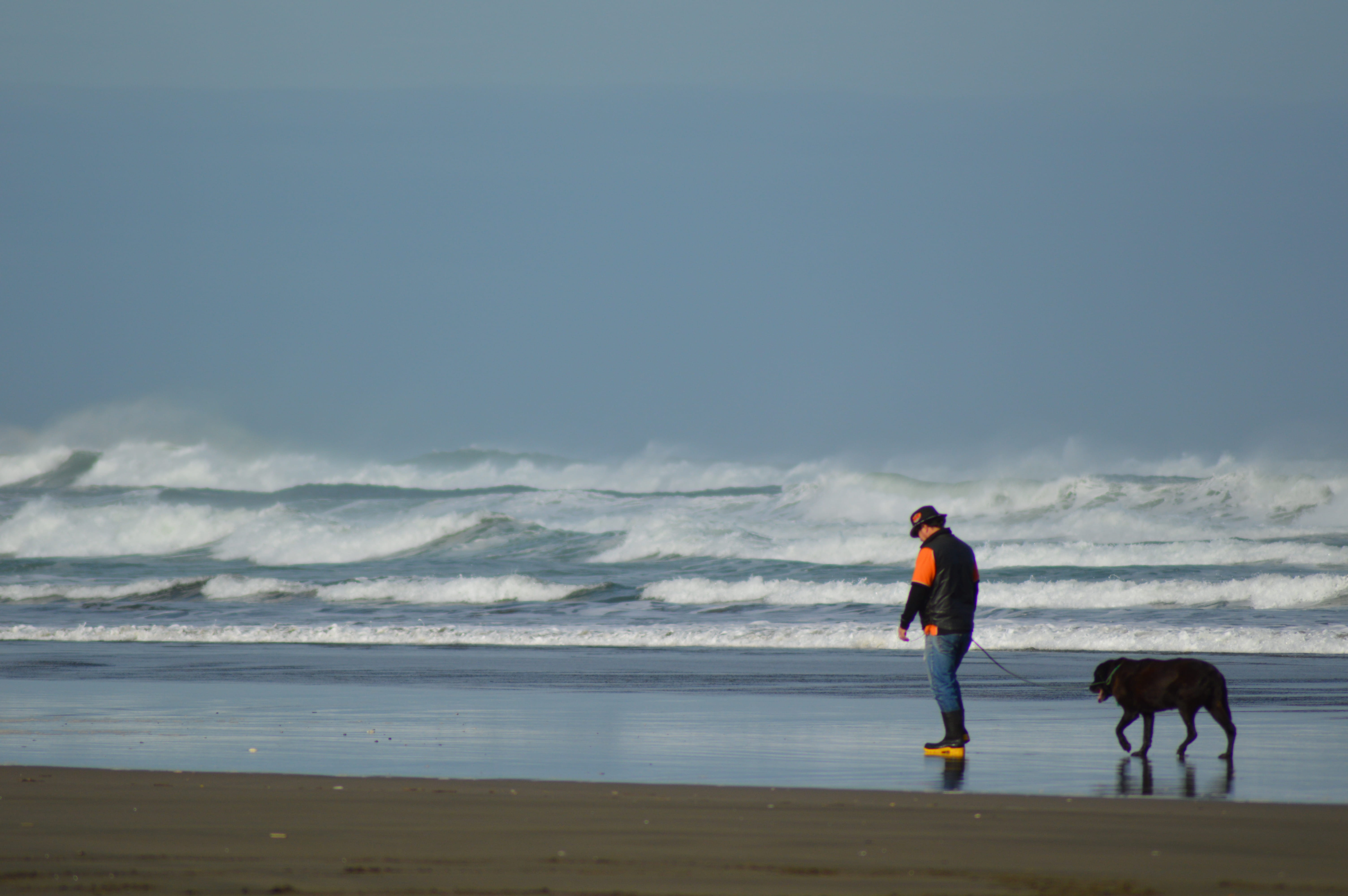 one person, walking dog, mans best friend, lab, animal themes, man walking dog, labrador, wind, domestic animals, nature, 5K, domestic, sea, outdoors, HD Wallpaper