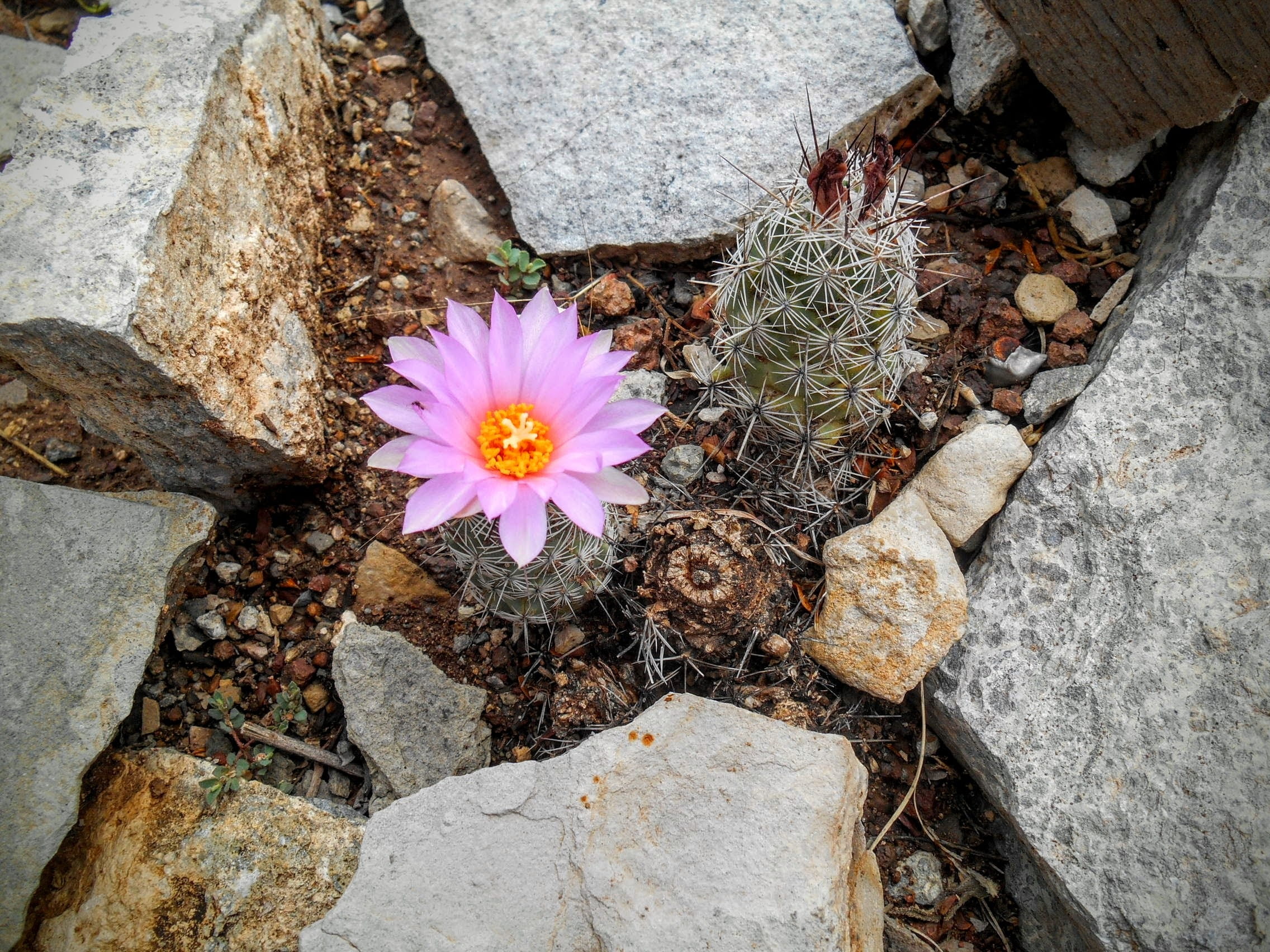 no people, outdoors, growth, nature, freshness, plant, rock, day, pink, pollen, petal, 1080P, chihuahuan desert, high angle view, beauty in nature, solid, HD Wallpaper