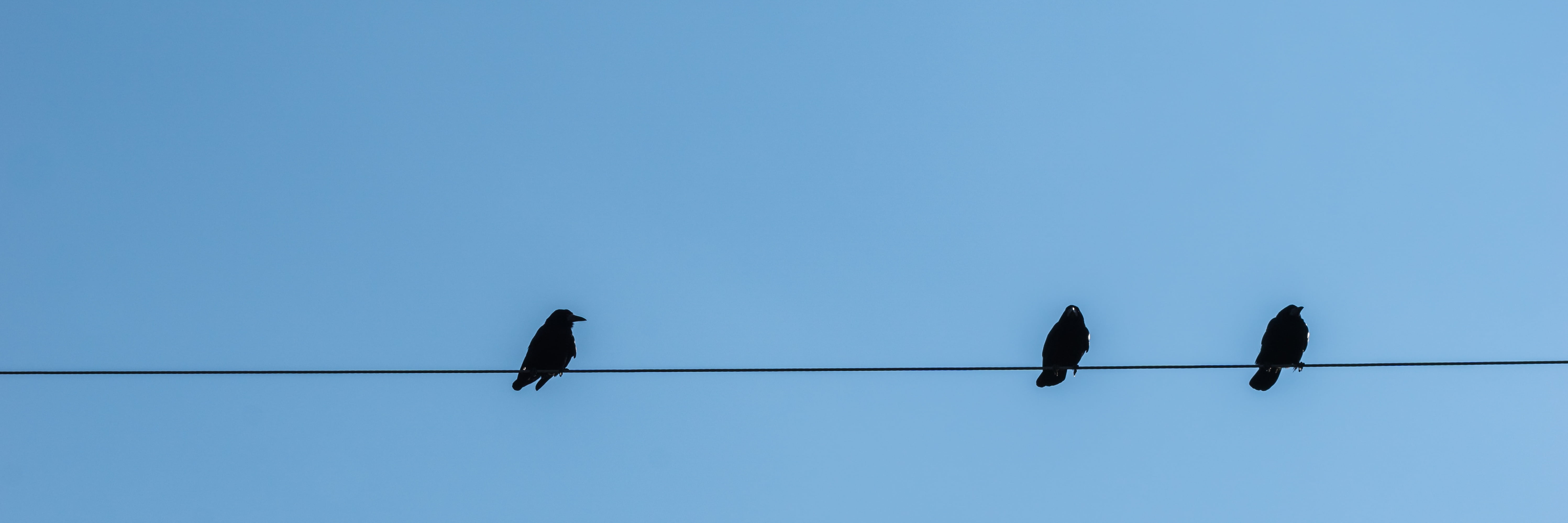 stare, line, electricity, resting place, perched, animal wildlife, no people, two and a, bird, power, animal themes, silhouette, blue, clear sky, connection, HD Wallpaper