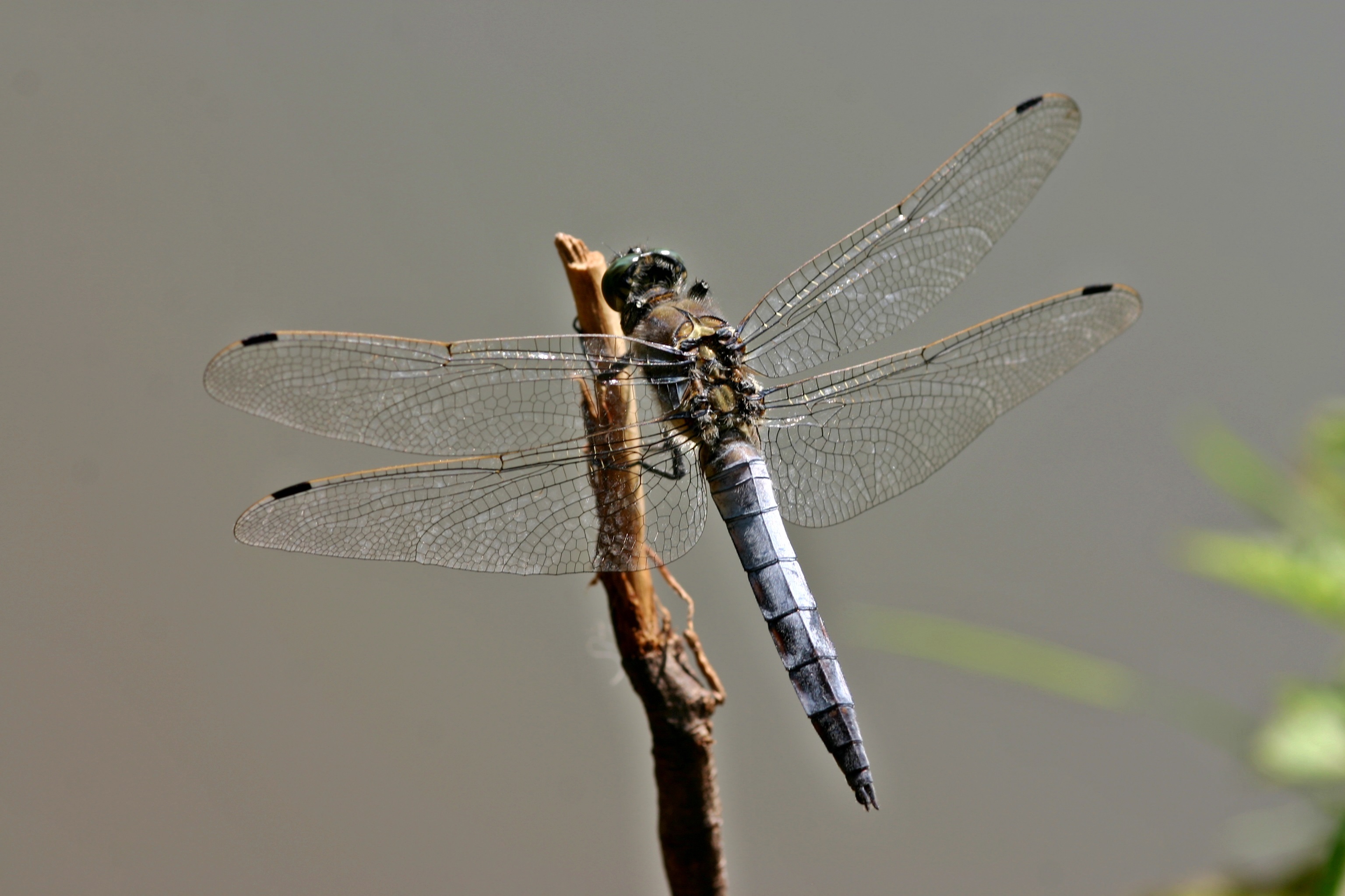 focus on foreground, sit, animal, animal wildlife, filigree, wing, perching, nature, one animal, damselfly, insect, persevere, close, wildlife photography, HD Wallpaper