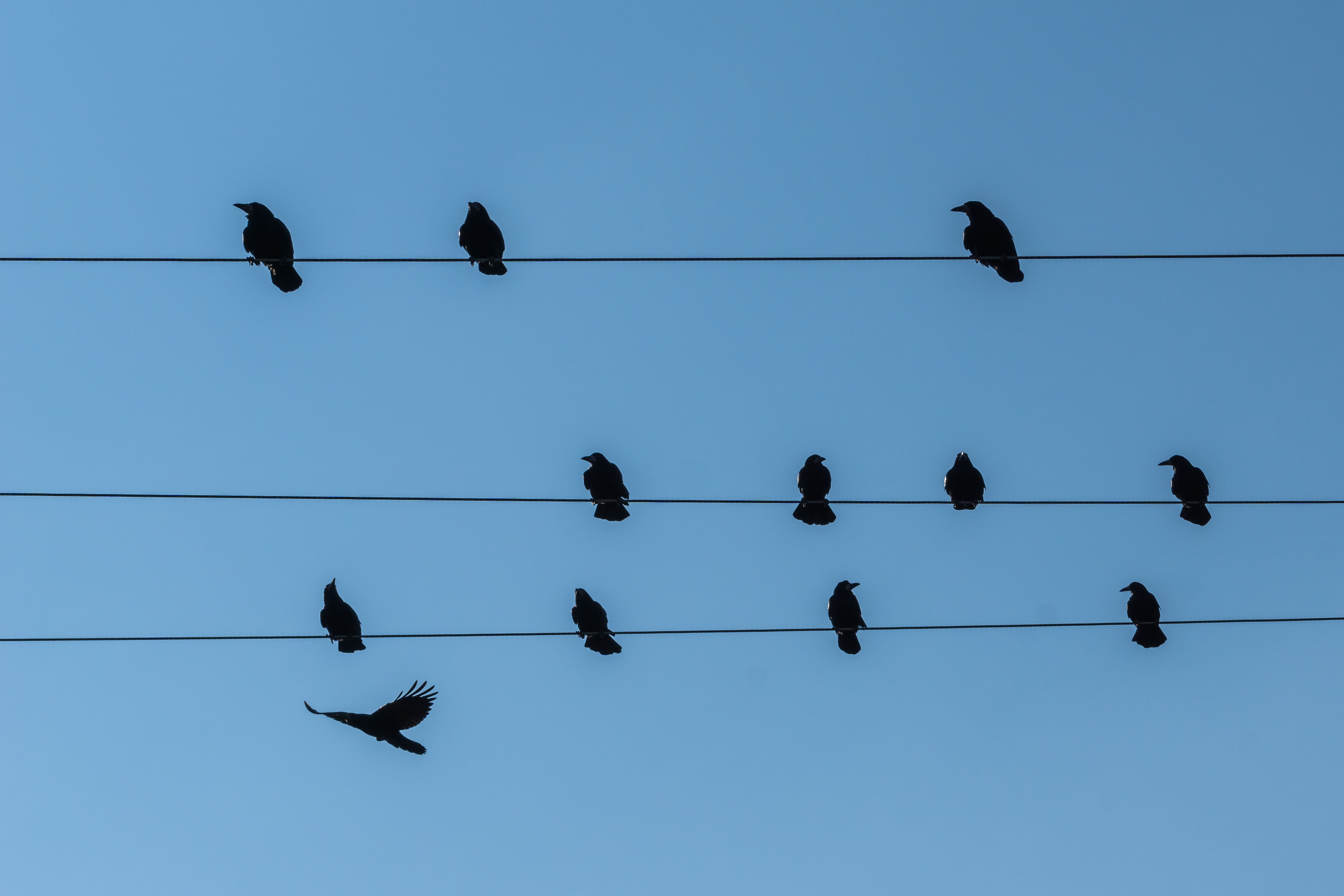 animal, large group of animals, vertebrate, flock of birds, silhouette, Persevere, birds on power pole, resting place, telephone line, animals in the wild, HD Wallpaper