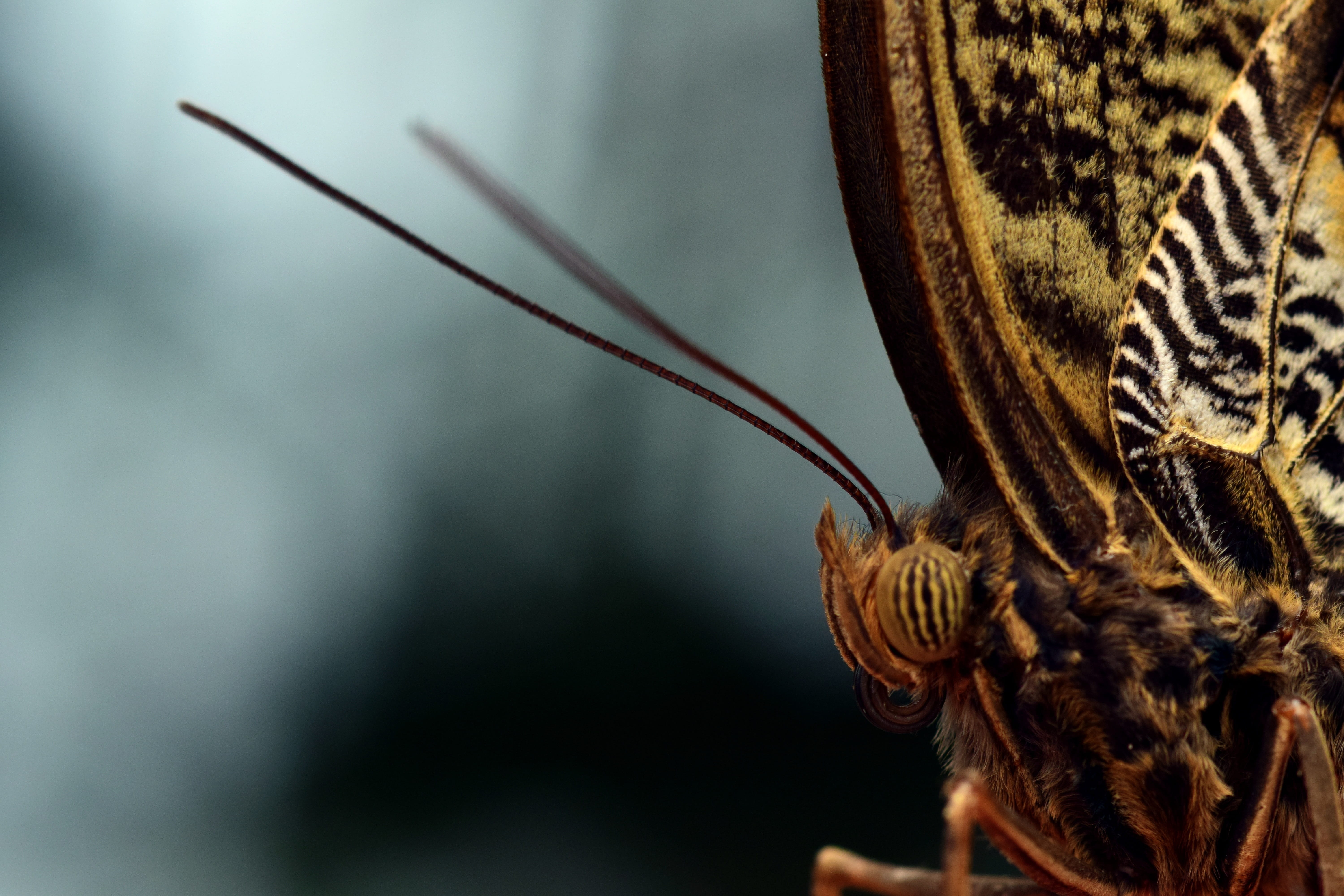 keys, pattern, animal themes, 5K, brown, animal, animal wildlife, wait, macro, one animal, animals in the wild, close up, nature, butterflies, insect, HD Wallpaper