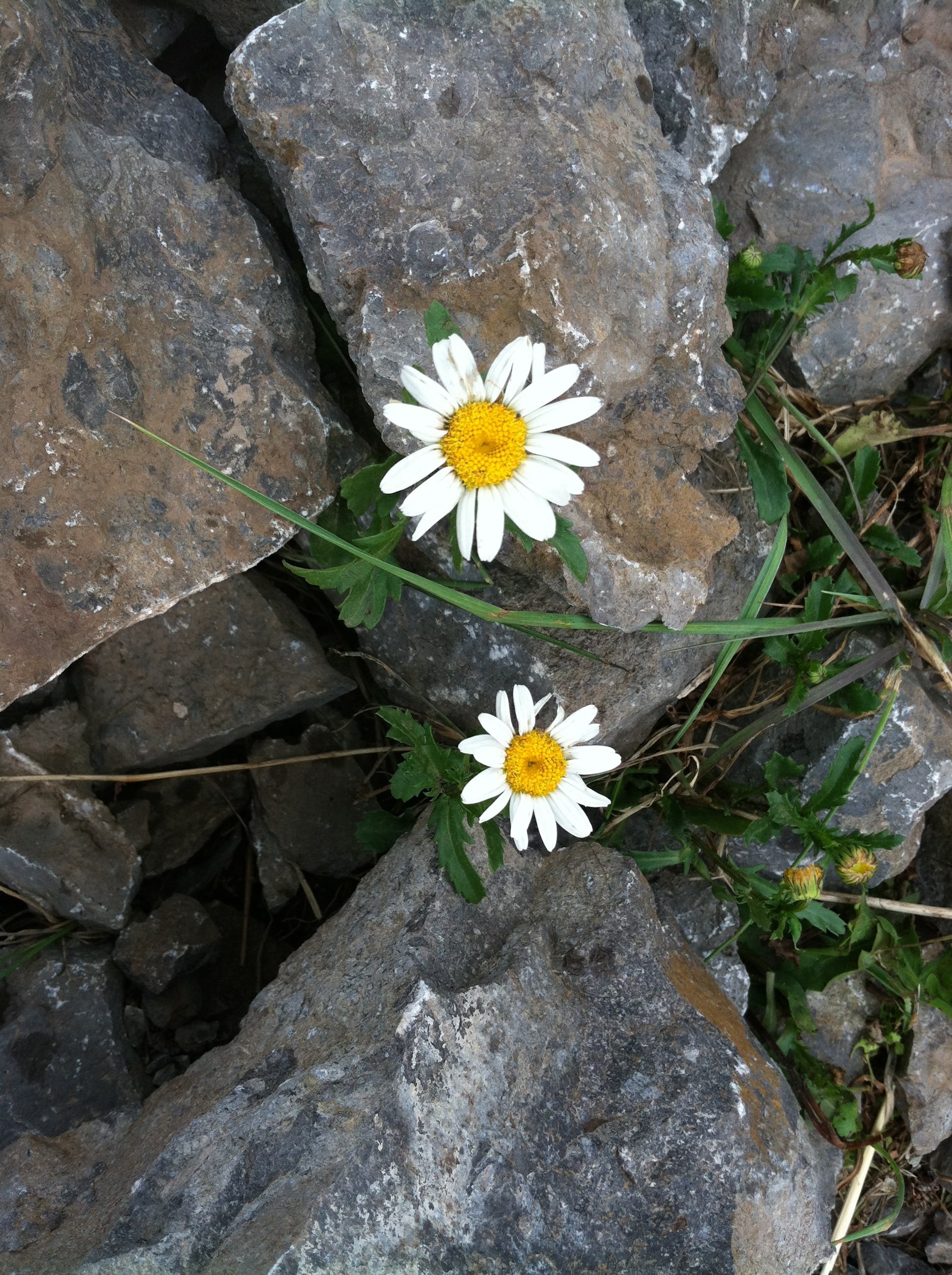 rock, growth, flowering plant, freshness, solid, yellow, perseverance, inflorescence, white, rock - object, petaled, vulnerability, high angle view, no people, Phone HD Wallpaper