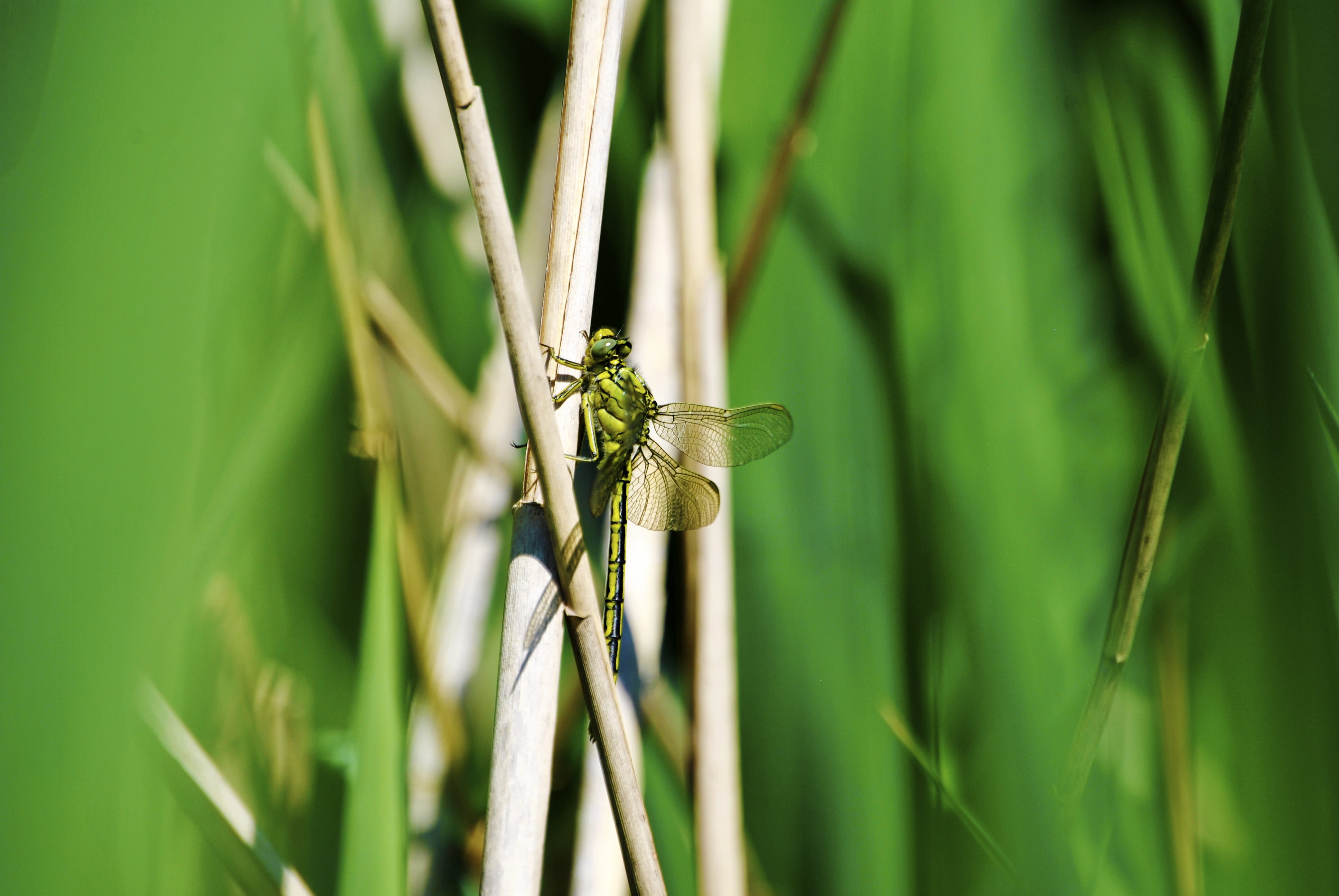 blade of grass, adonis dragonfly, fly, invertebrate, nature, summer, plant, shiny, wing, animals in the wild, outdoors, transparent, day, close, selective focus, HD Wallpaper