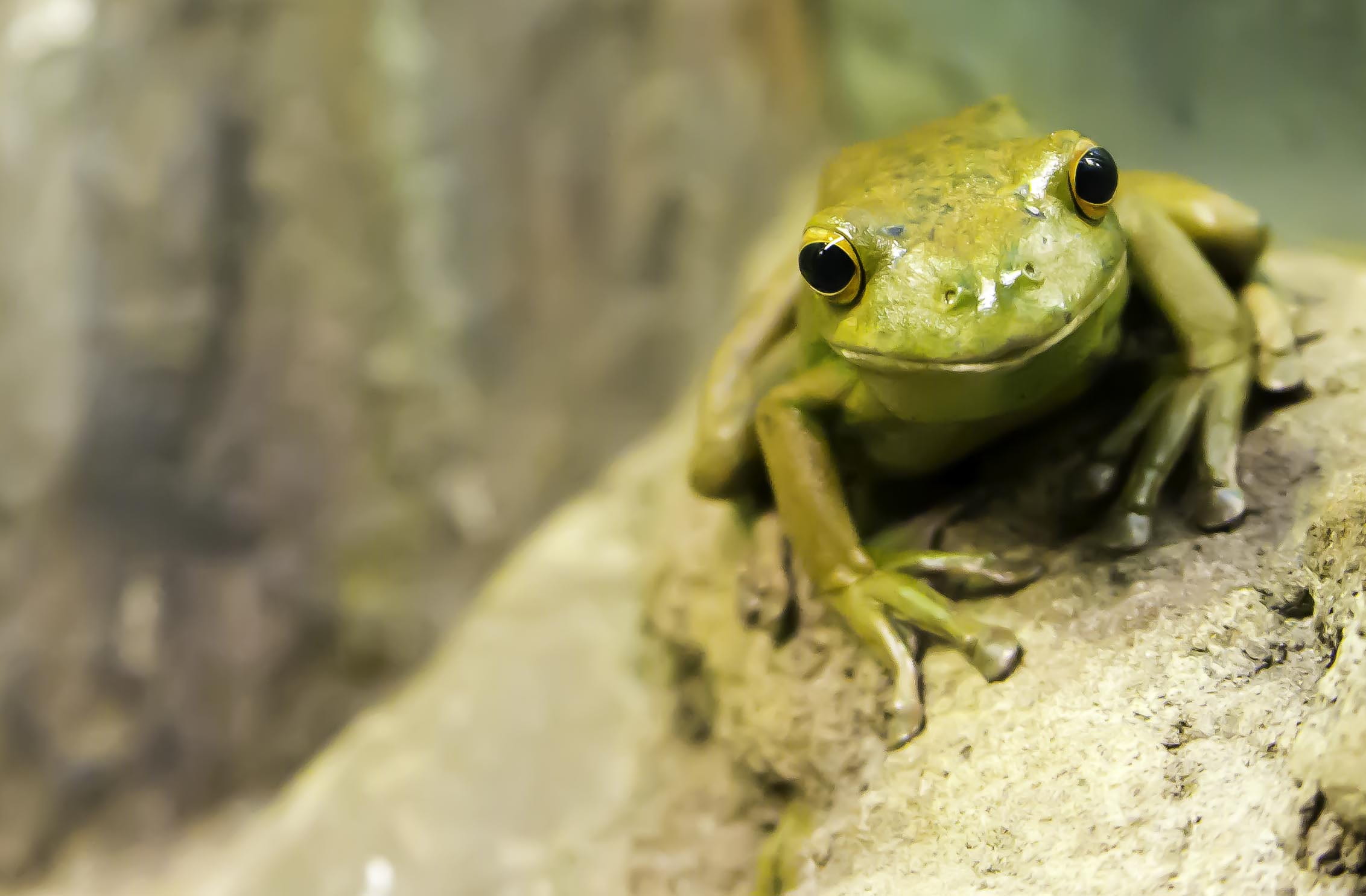 clinging, animal wildlife, close-up, animals in the wild, wildlife, perseverance, solid, selective focus, fortitude, amphibian, climbing, climb, tree, clingy, HD Wallpaper