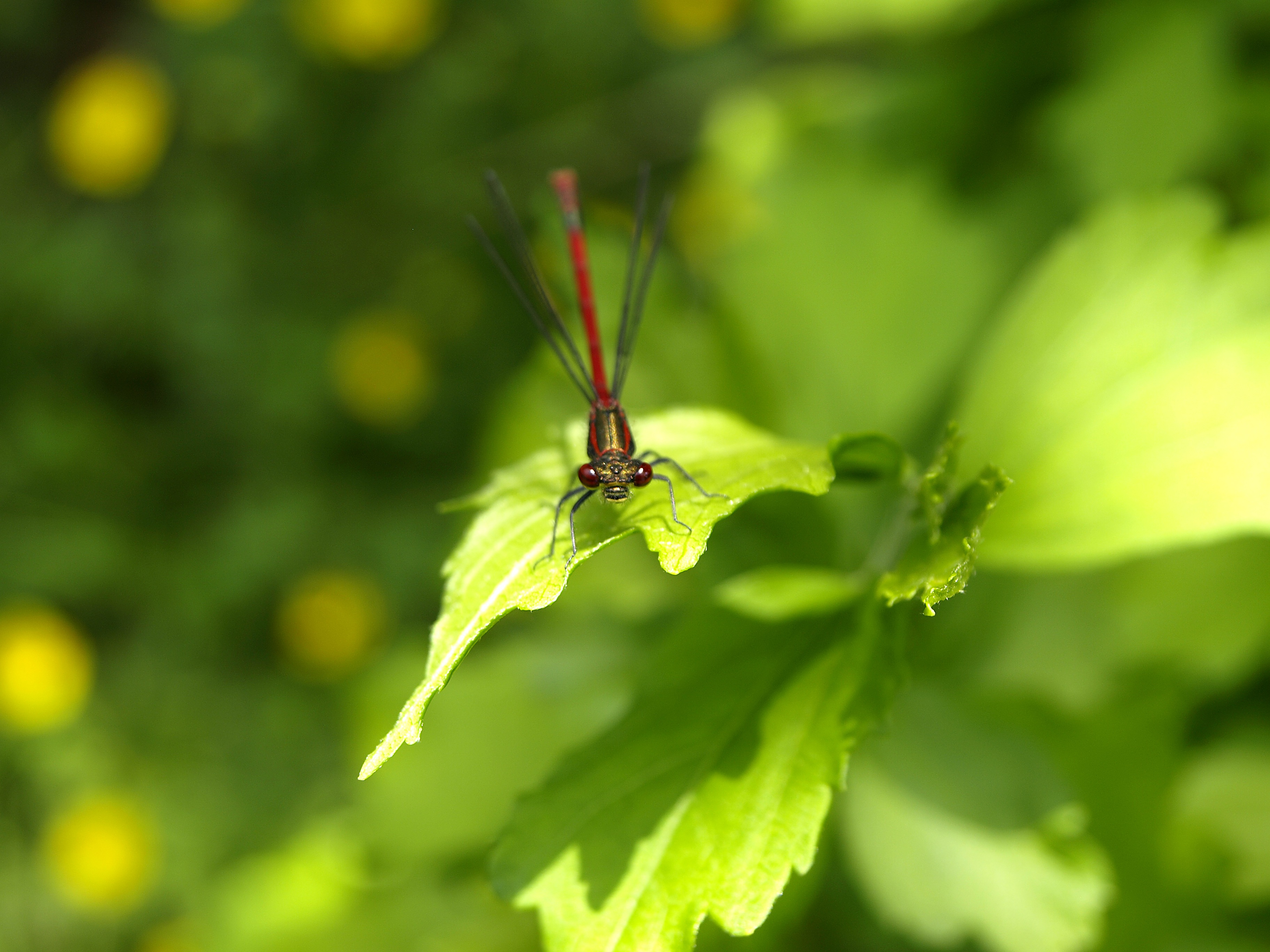 adonis dragonfly, selective focus, no people, 2K, garden, wait, close-up, nature, animal, beauty in nature, transparent, leaf, animal wildlife, focus on foreground, HD Wallpaper