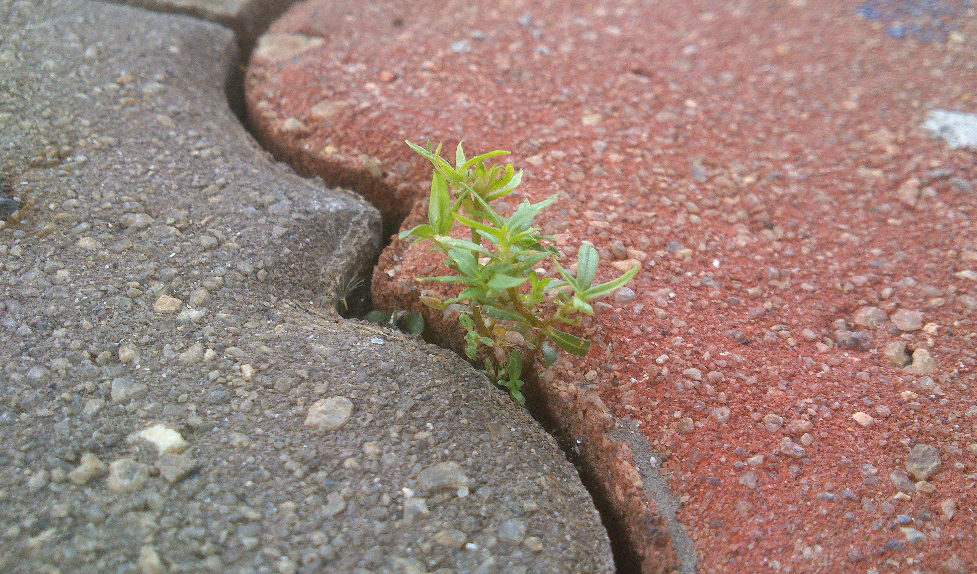 animal themes, determination, life, brick path, no people, green color, plant part, dirt, green, high angle view, textured, beauty in nature, focus on foreground, HD Wallpaper