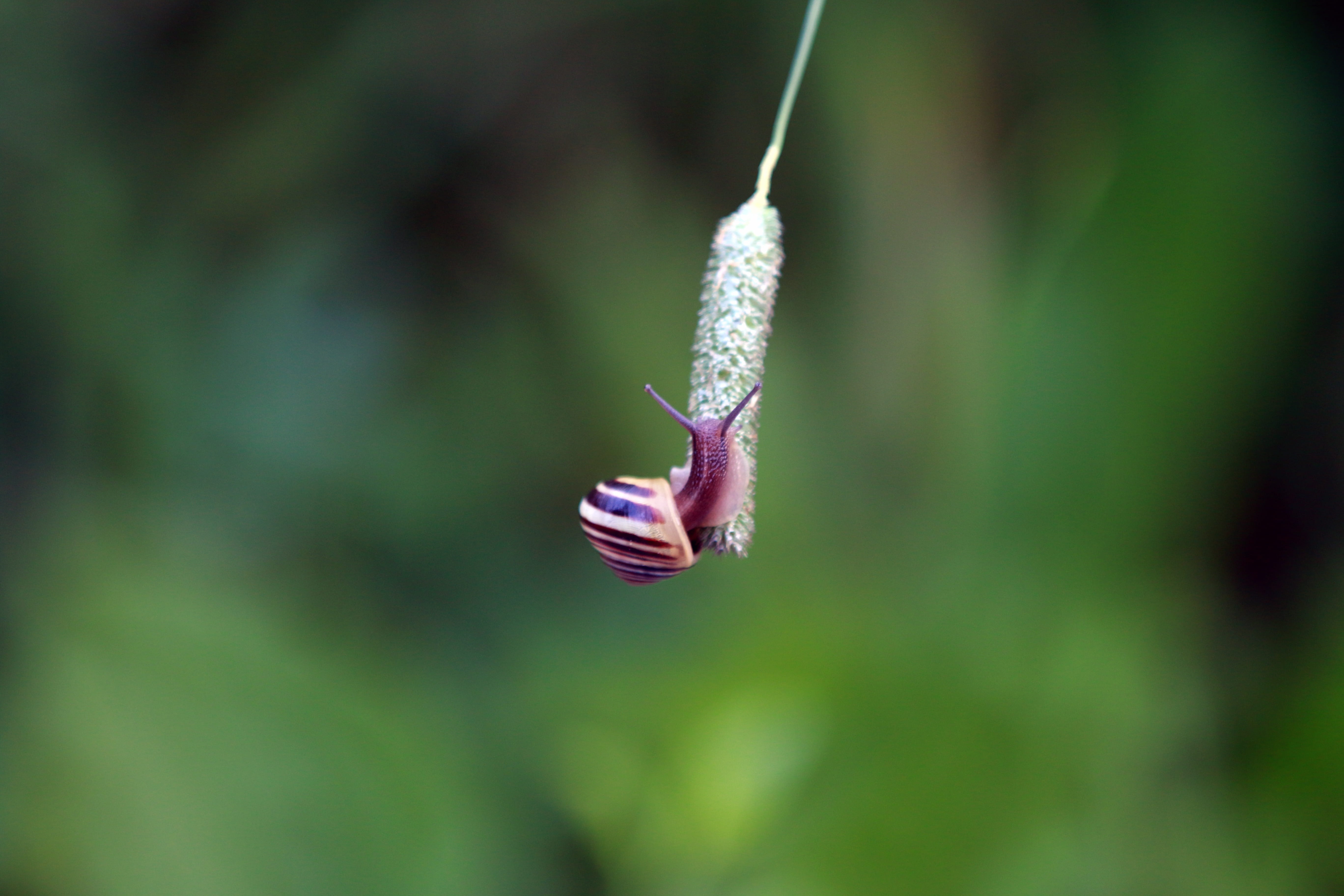 invertebrate, green color, animal themes, plant, selective focus, outdoors, slug, mollusk, green, focus, beauty in nature, mollusc, climbing, slow, animal wildlife, HD Wallpaper