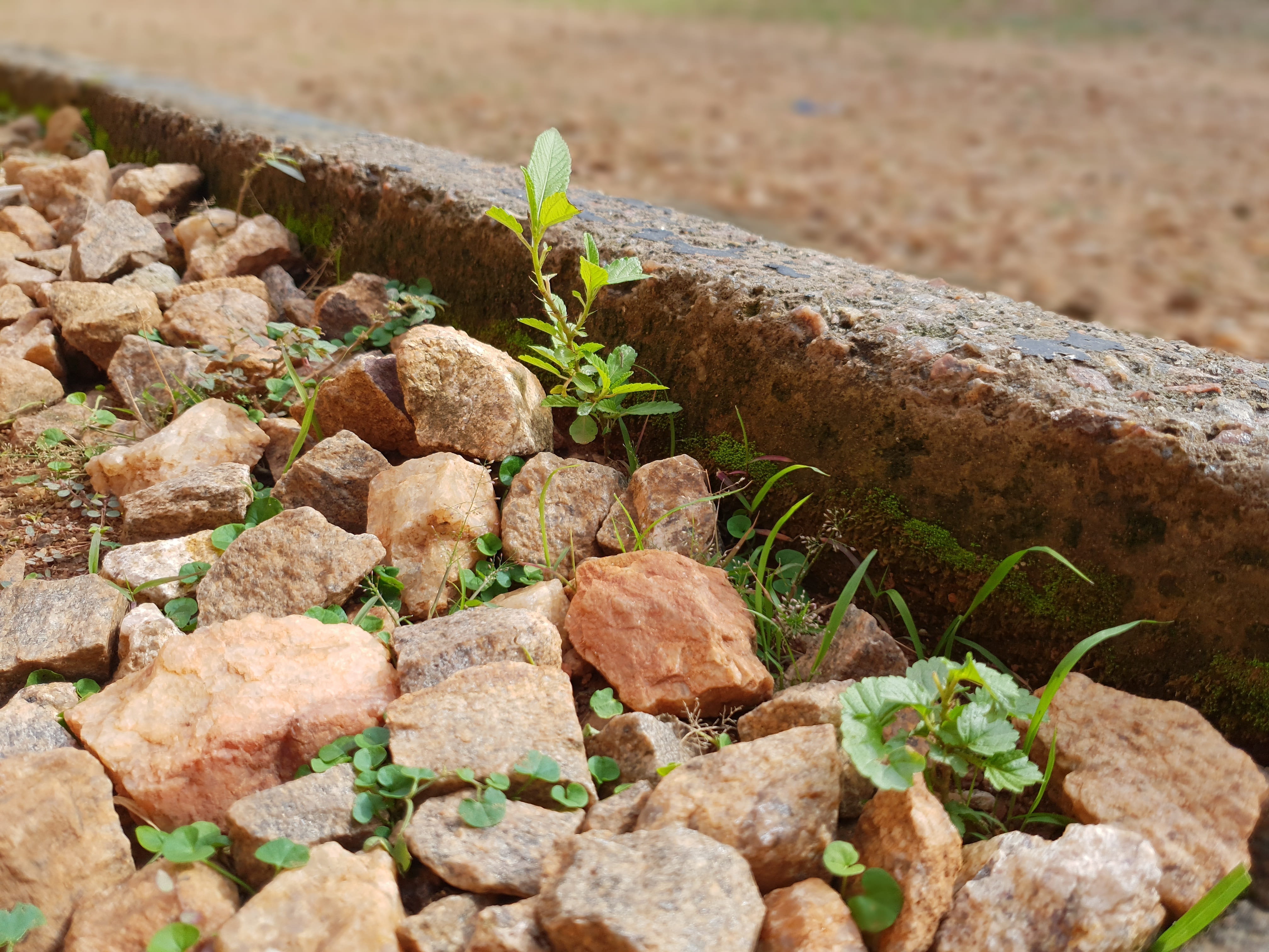 high angle view, no people, stone, day, focus on foreground, rock, strength, struggle, field, solid, 4K, growing, beauty in nature, land, seedling, tranquility, HD Wallpaper