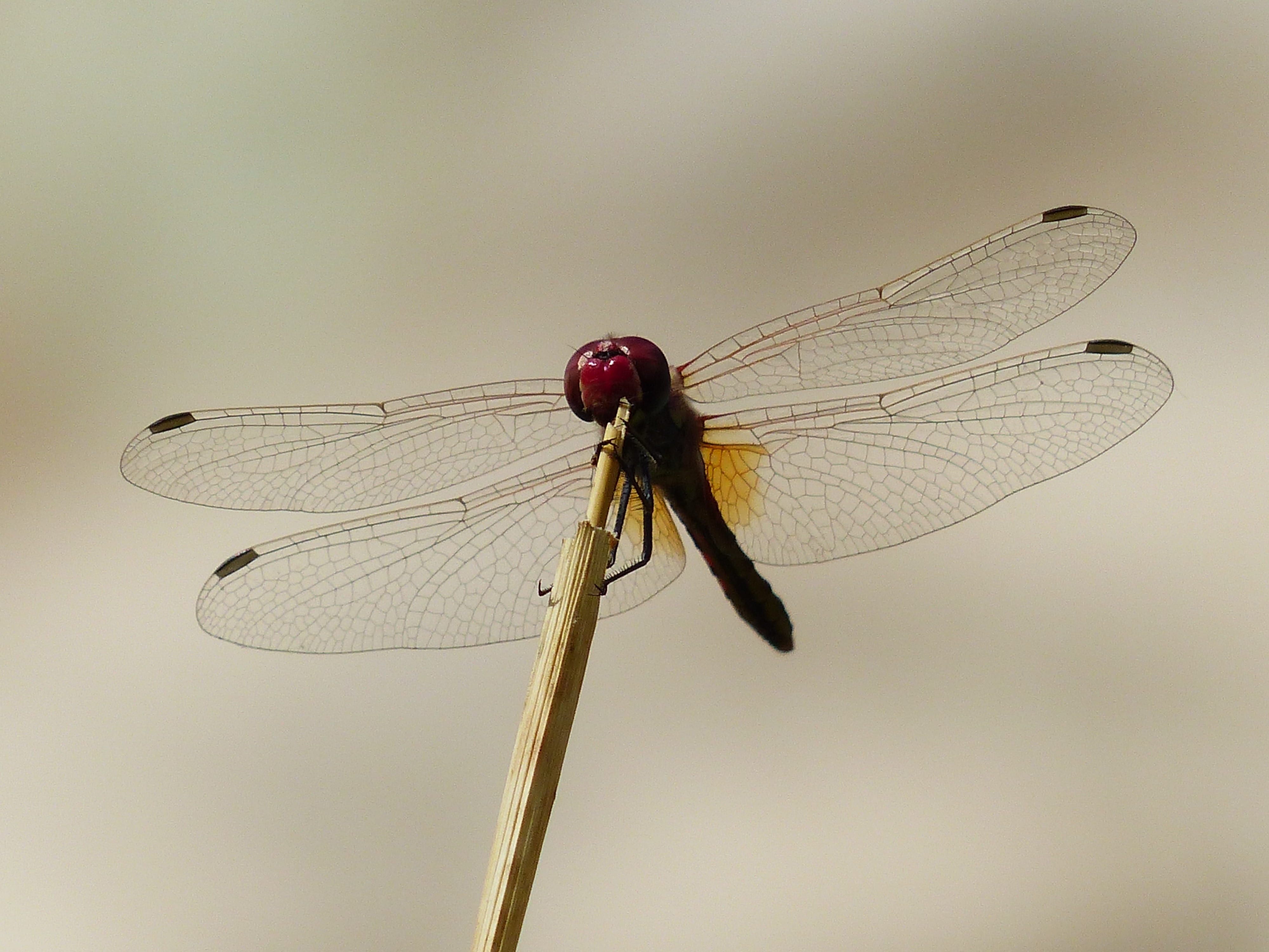 animal wildlife, filigree, head, close-up, animal, odonata, transparent, libellulidae, crimson heidelibelle, focus on foreground, persevere, darter, dragonfly, HD Wallpaper