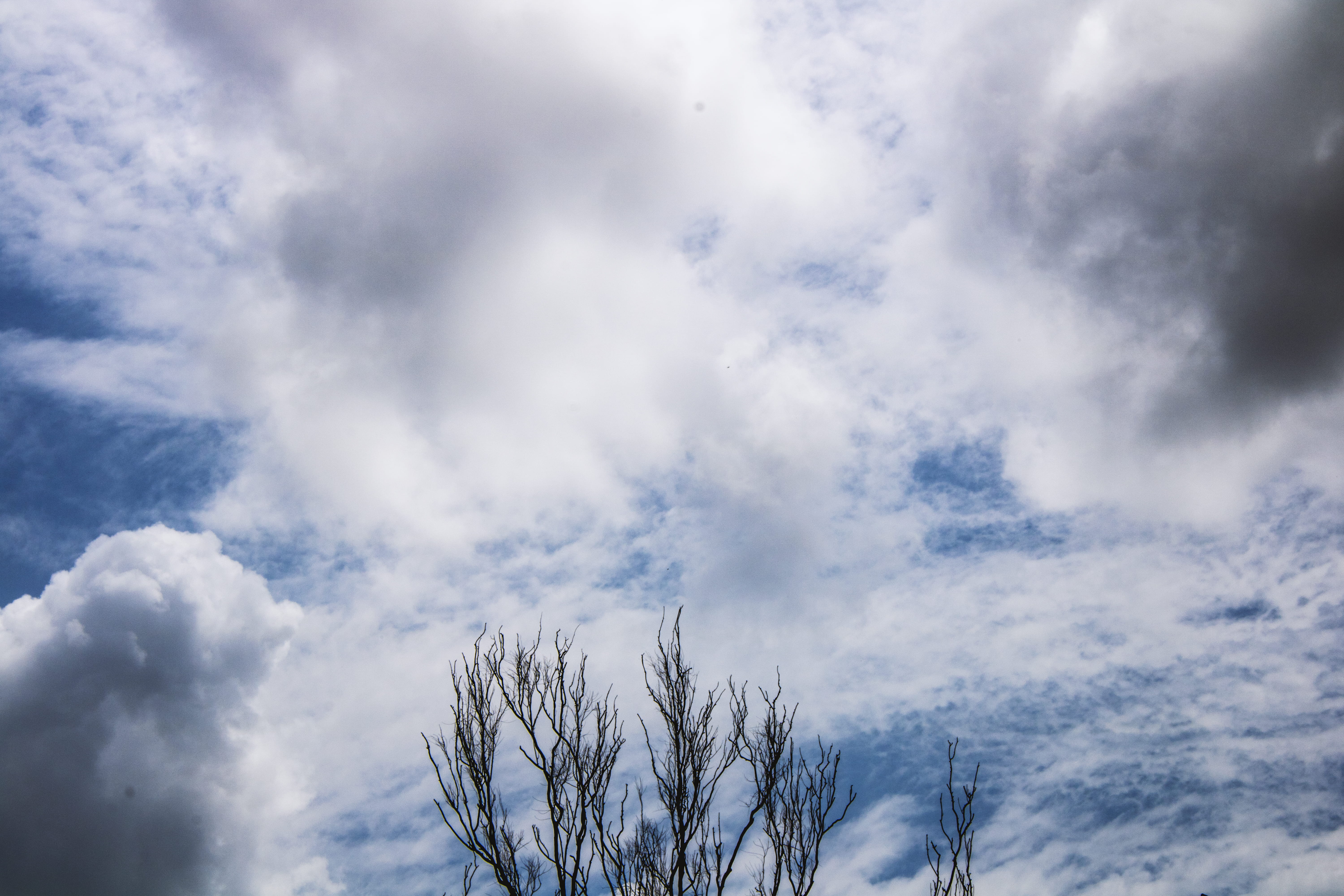view, cloud - sky, sky, 5K, white color, low angle view, mumbai, cloud, day, no people, bare tree, scenics - nature, nature, india, forest, outdoors, indian institute of technology bombay, HD Wallpaper
