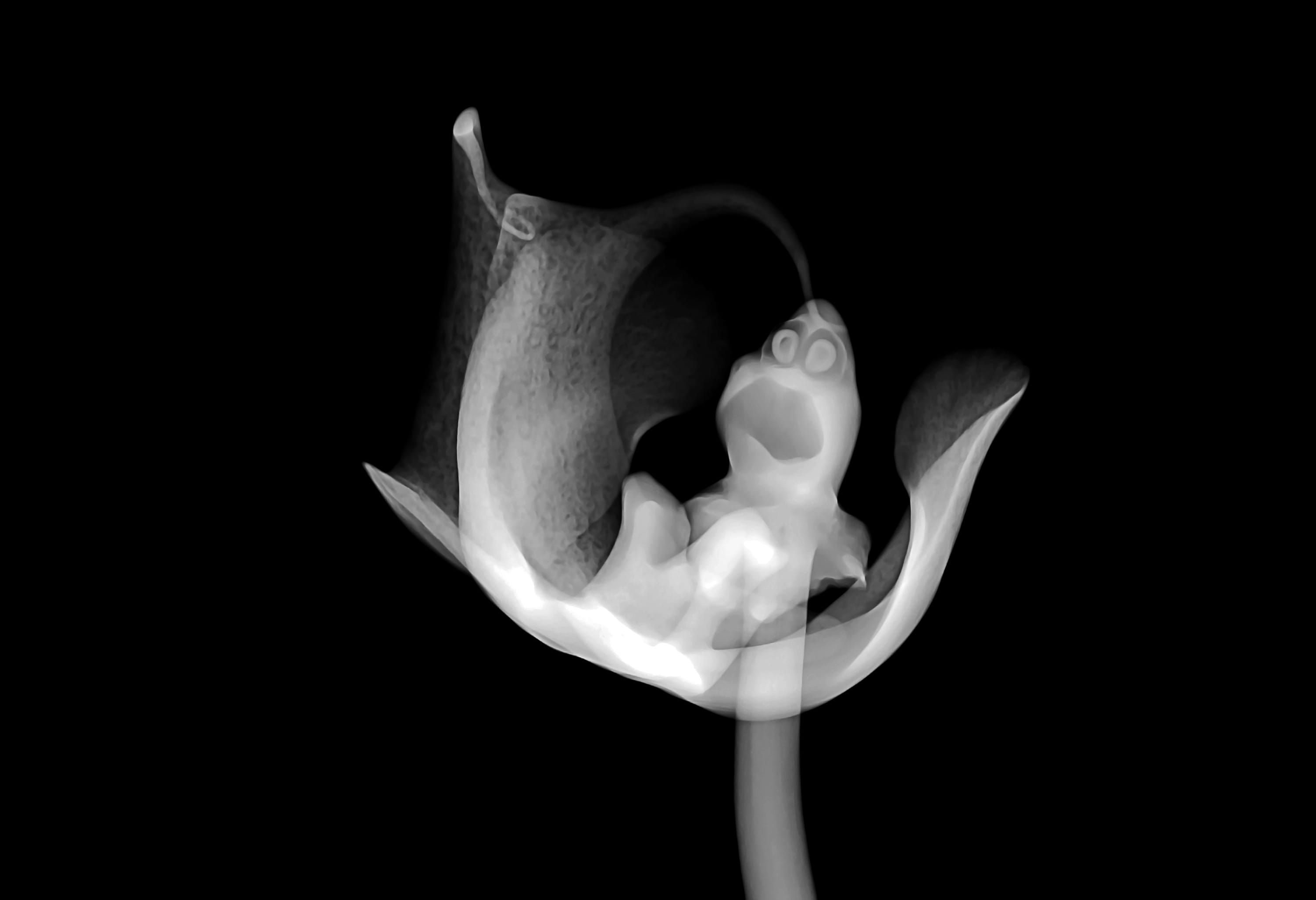 still life, newark, creativity, flower, nature, craft, mammal, rose, new jersey institute of technology, art and craft, close-up, indoors, single object, HD Wallpaper