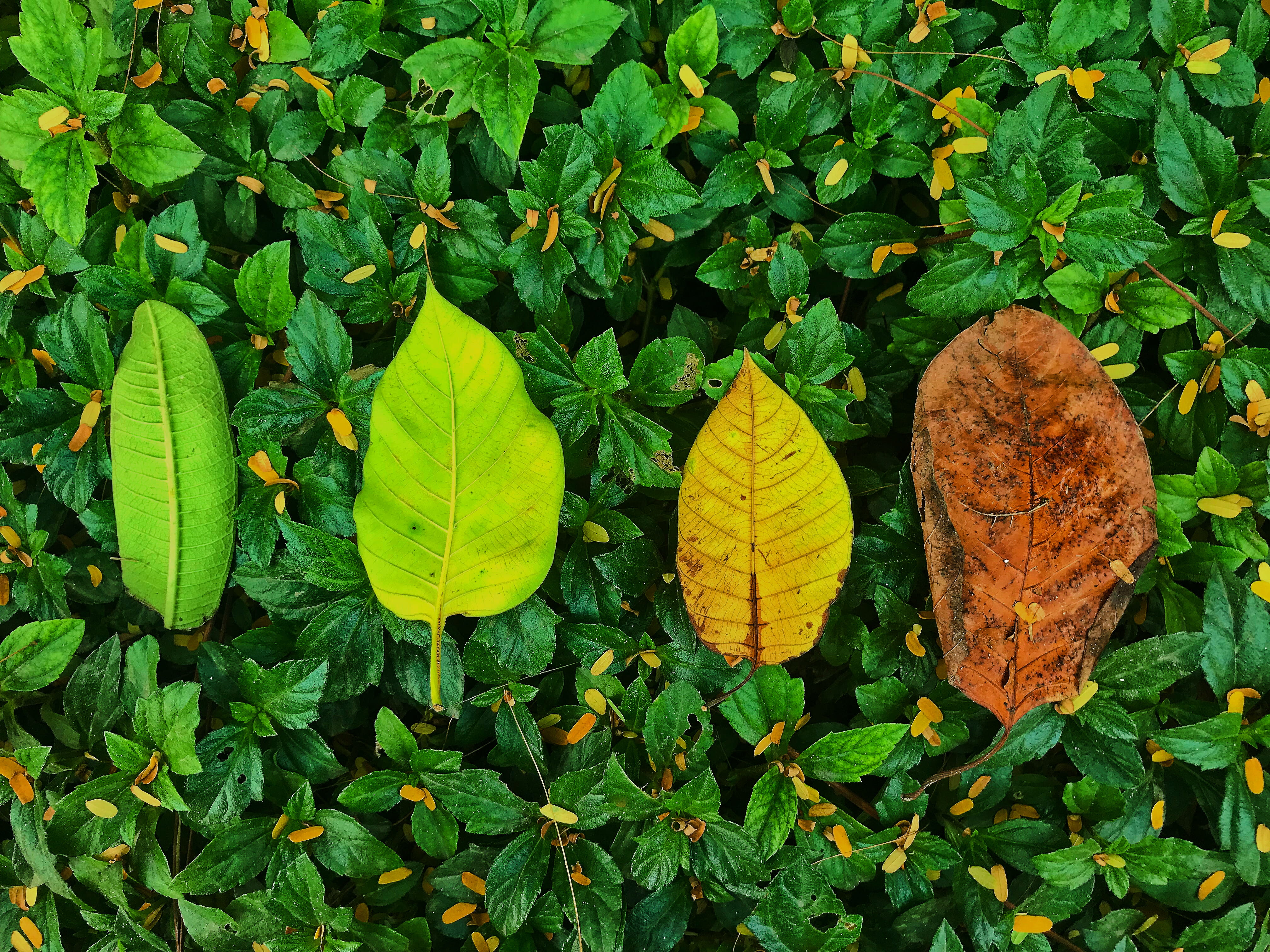 beauty in nature, field, day, green color, plant, no people, yellow, high angle view, nature, trees, autumn, seasons, 4K, outdoors, flowers, leaf, vulnerability, HD Wallpaper