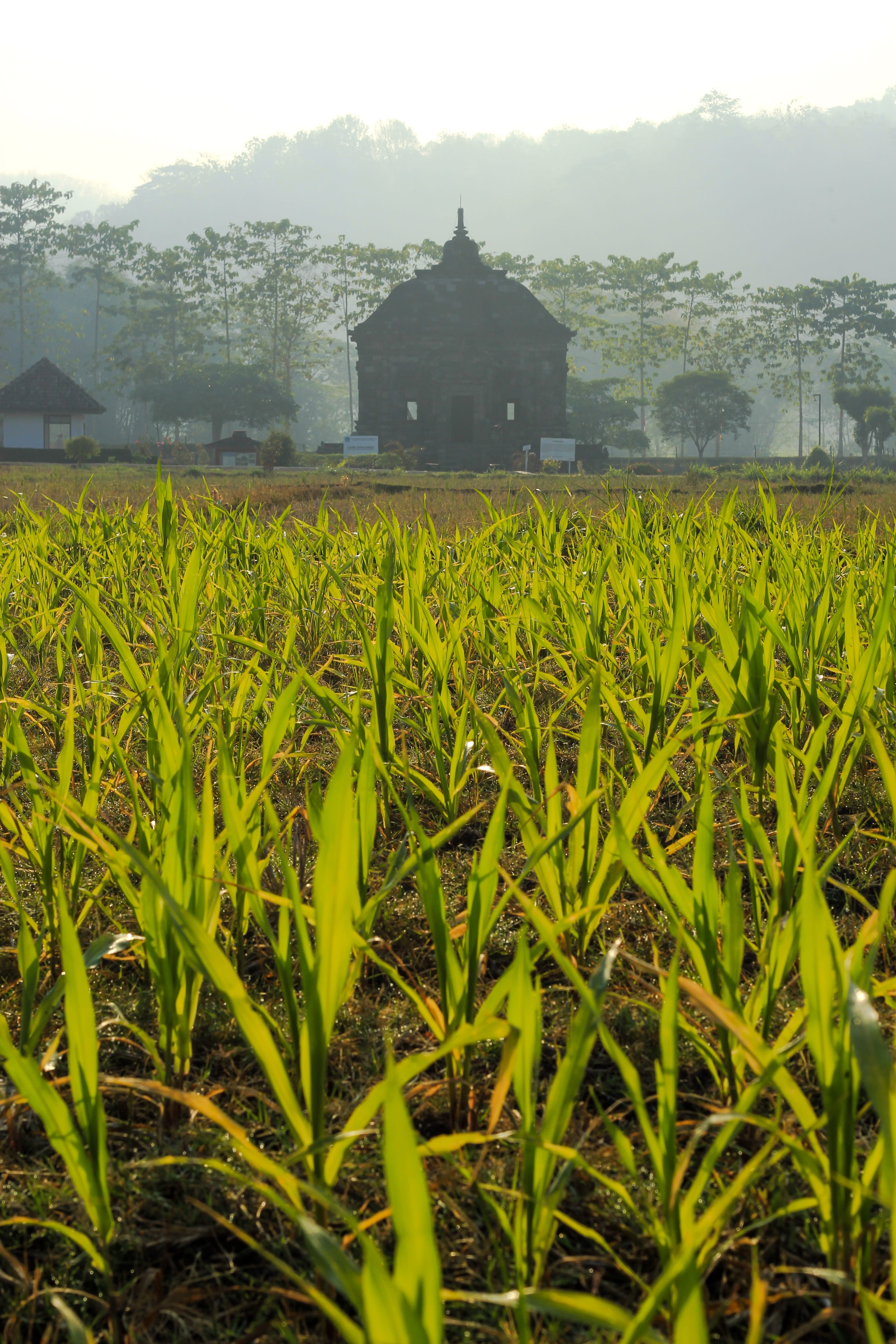 rural scene, prambanan, day, nature, built structure, beauty in nature, growth, building, building exterior, architecture, agriculture, no people, green color, Phone HD Wallpaper
