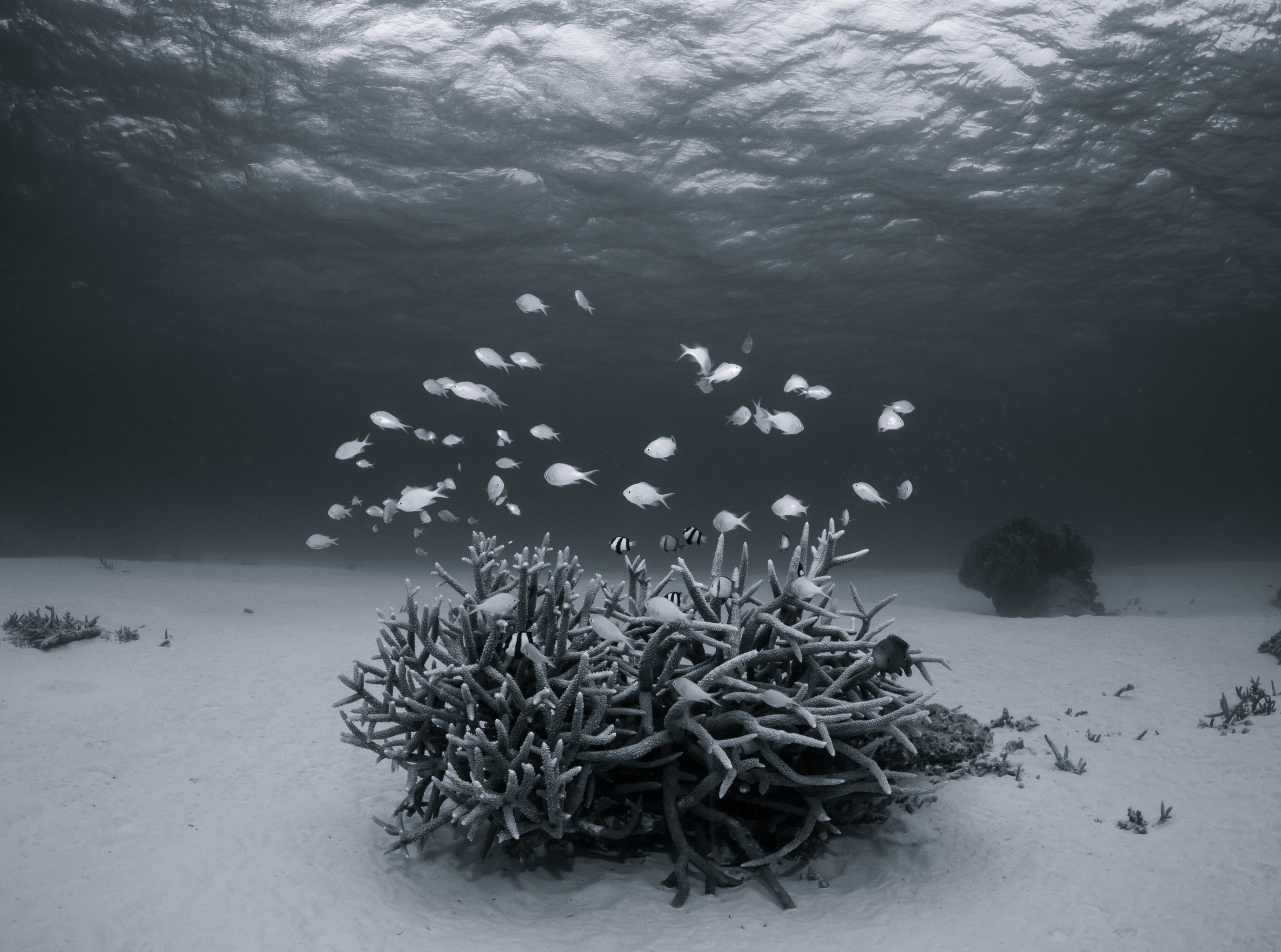 animals in the wild, fishes, black, Summer, Asia, Digital, cold temperature, Coral, Waterscape, Underwater, Black and White, Light, ishigaki, okinawa, canon, HD Wallpaper