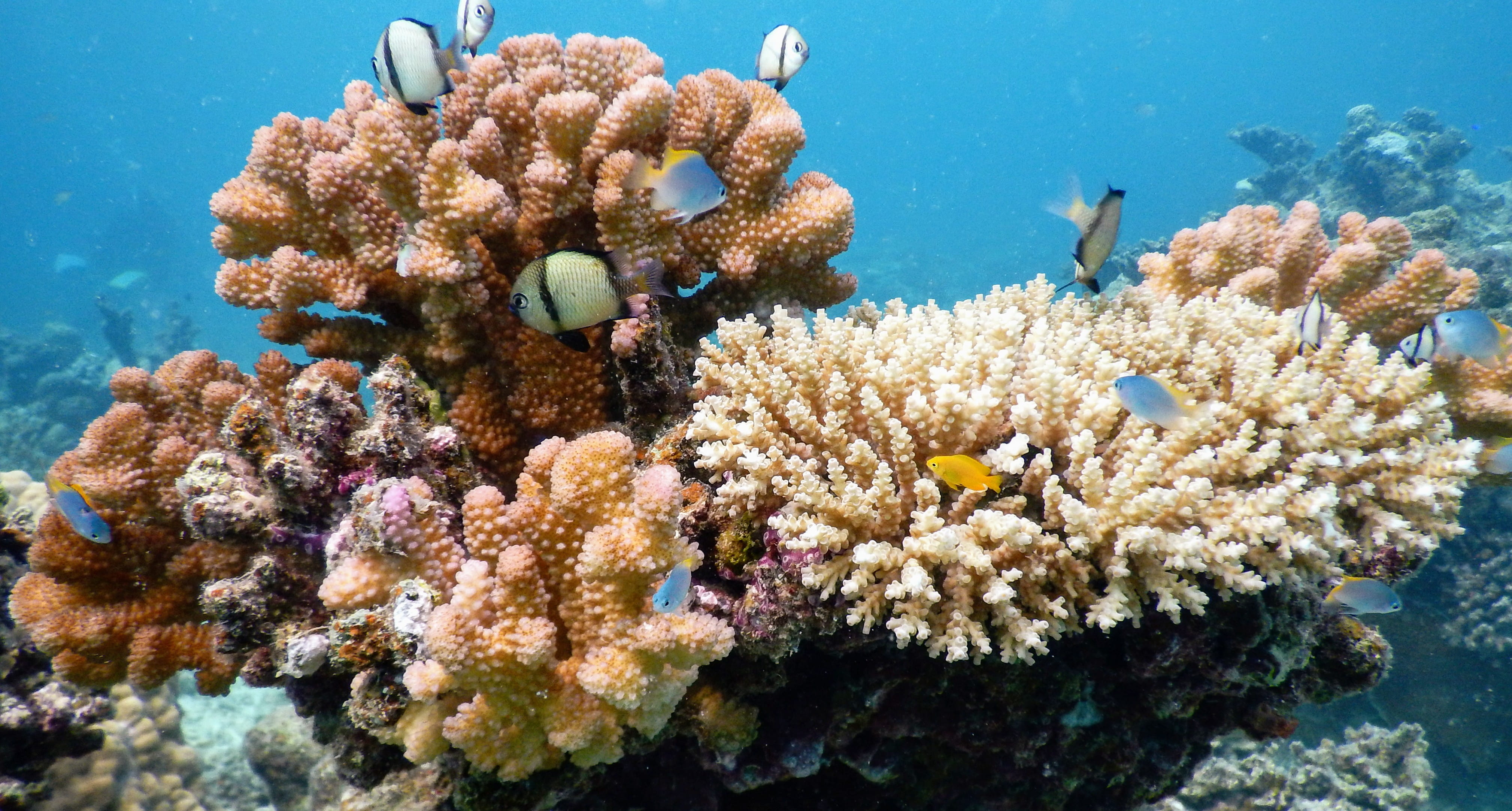 outdoors, ishigaki, reef, soft coral, undersea, 4K, invertebrate, underwater, swimming, animal themes, animal, ecosystem, animals in the wild, no people, HD Wallpaper