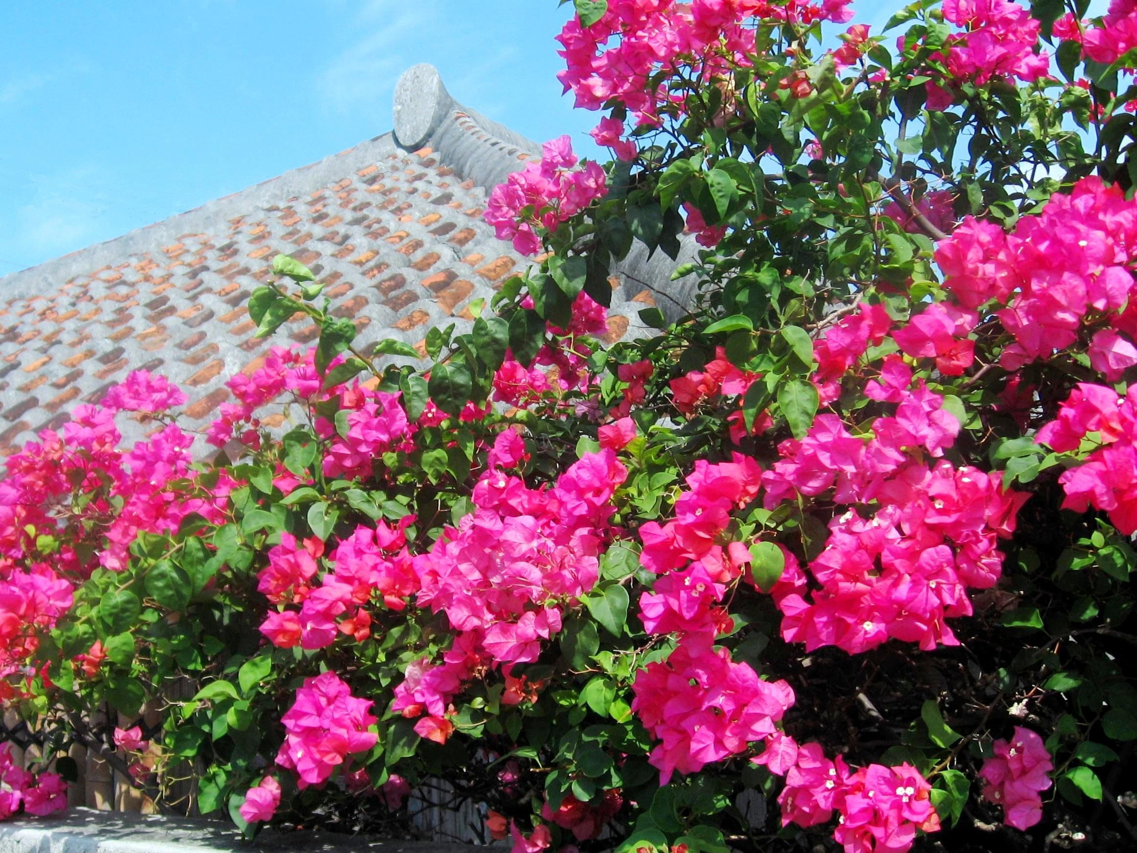 springtime, low angle view, flower head, flowering plant, growth, beauty in nature, green, petal, flower, built structure, ishigaki island, glitter, bougainvillea, HD Wallpaper