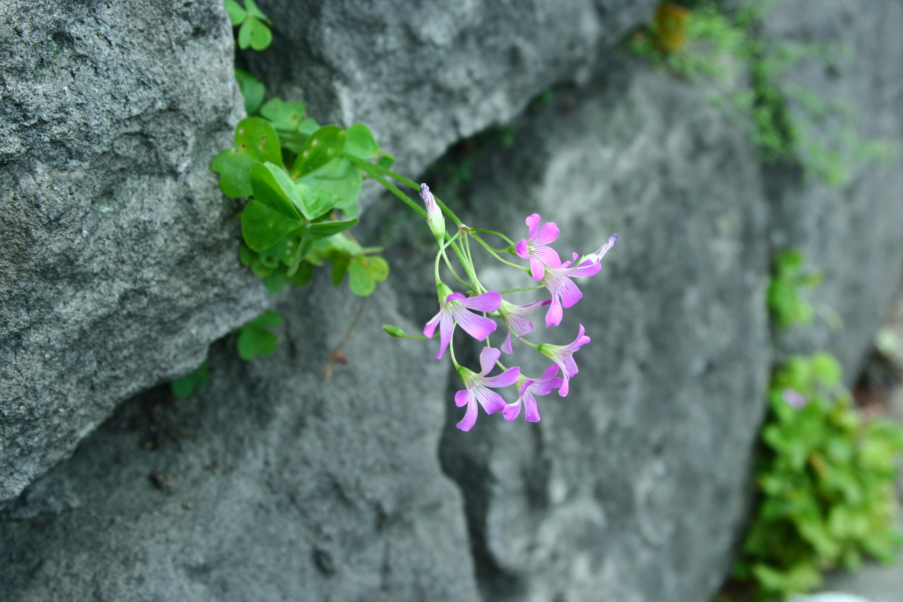 pink color, tokyo, vulnerability, plant, 2K, pink, rock, close-up, petal, japan, beauty in nature, flower Head, growth, green, oxalis, focus on foreground, HD Wallpaper