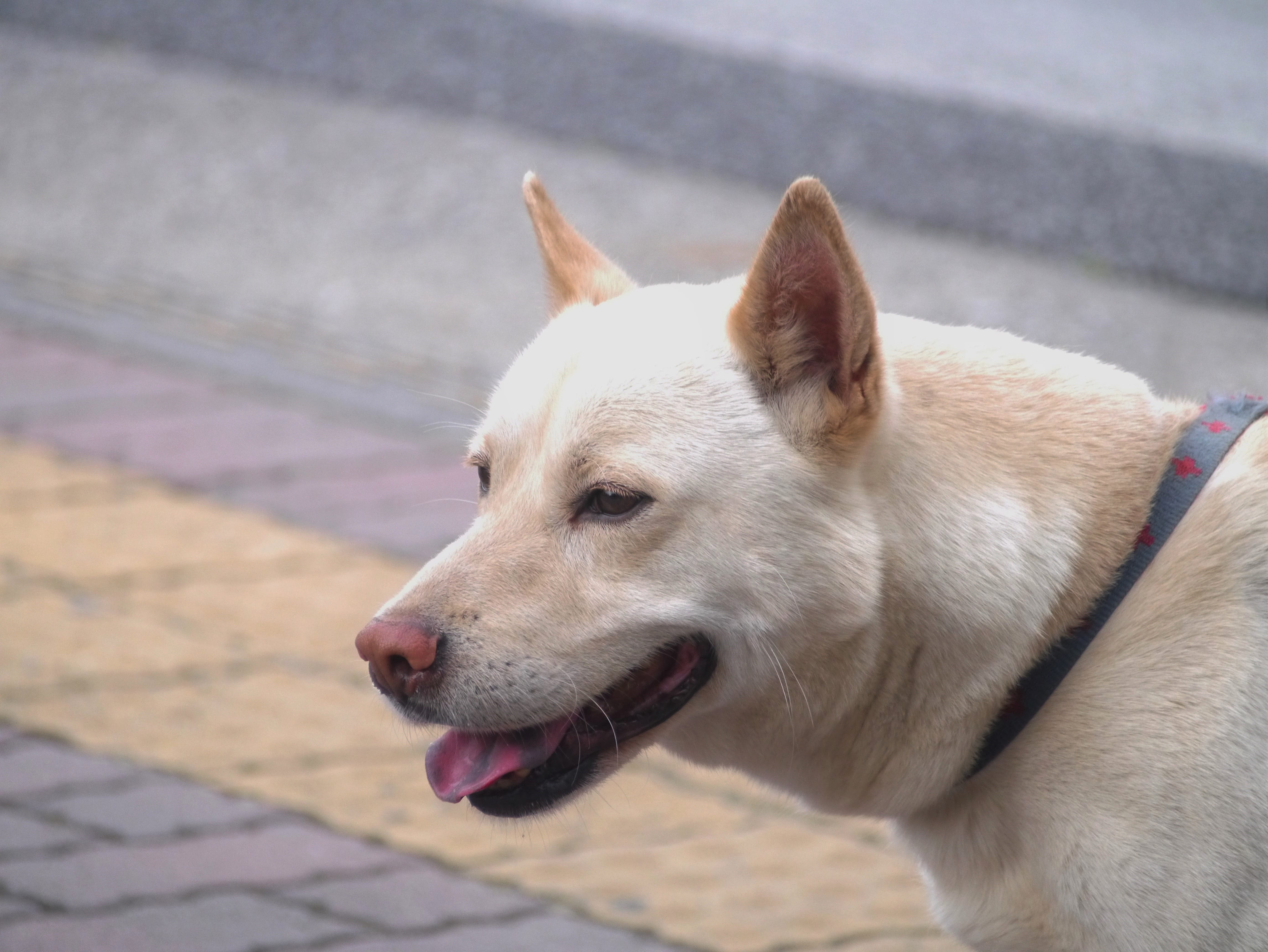 focus on foreground, paving stone, close-up, Dog, hybrid, taro, yokosuka, japan, looking away, looking, domestic animals, pets, otsu park, no people, kanagawa japan, HD Wallpaper