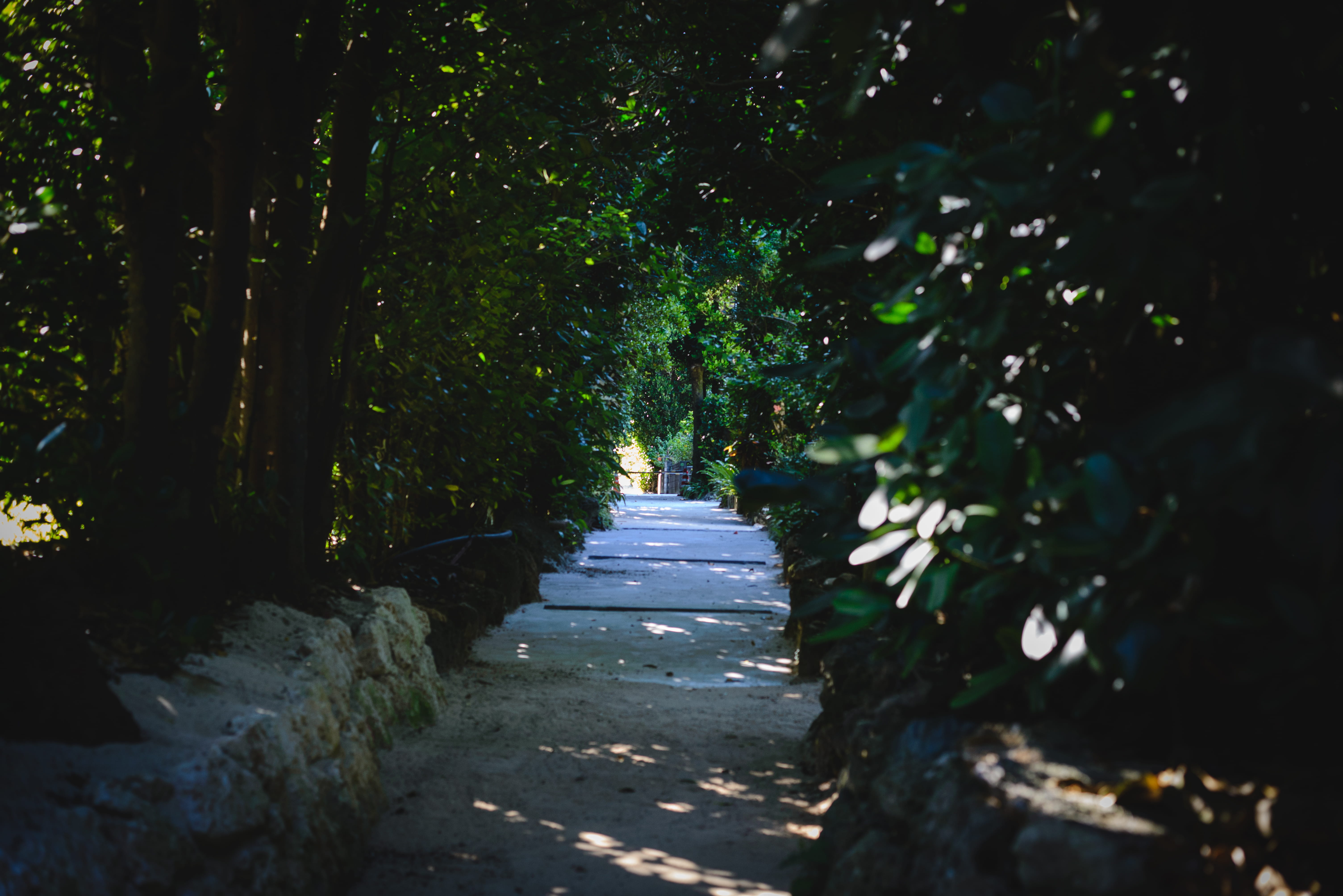 japan, vanishing point, direction, beauty in nature, green, bise, footpath, tranquility, 5K, tree, okinawa, growth, tranquil scene, the way forward, no people, HD Wallpaper