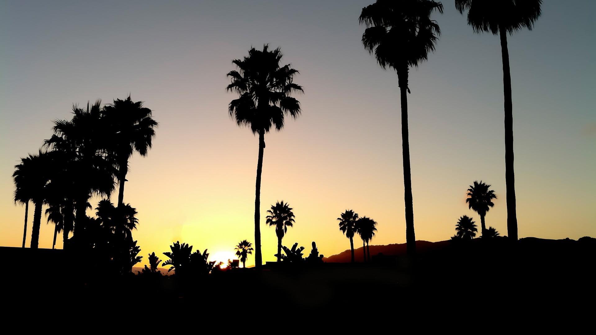 tranquil scene, growth, tropical climate, 1080P, nature, tall - high, tropical tree, sunset, outdoors, golden, tree, scenics - nature, palm trees, trees, HD Wallpaper