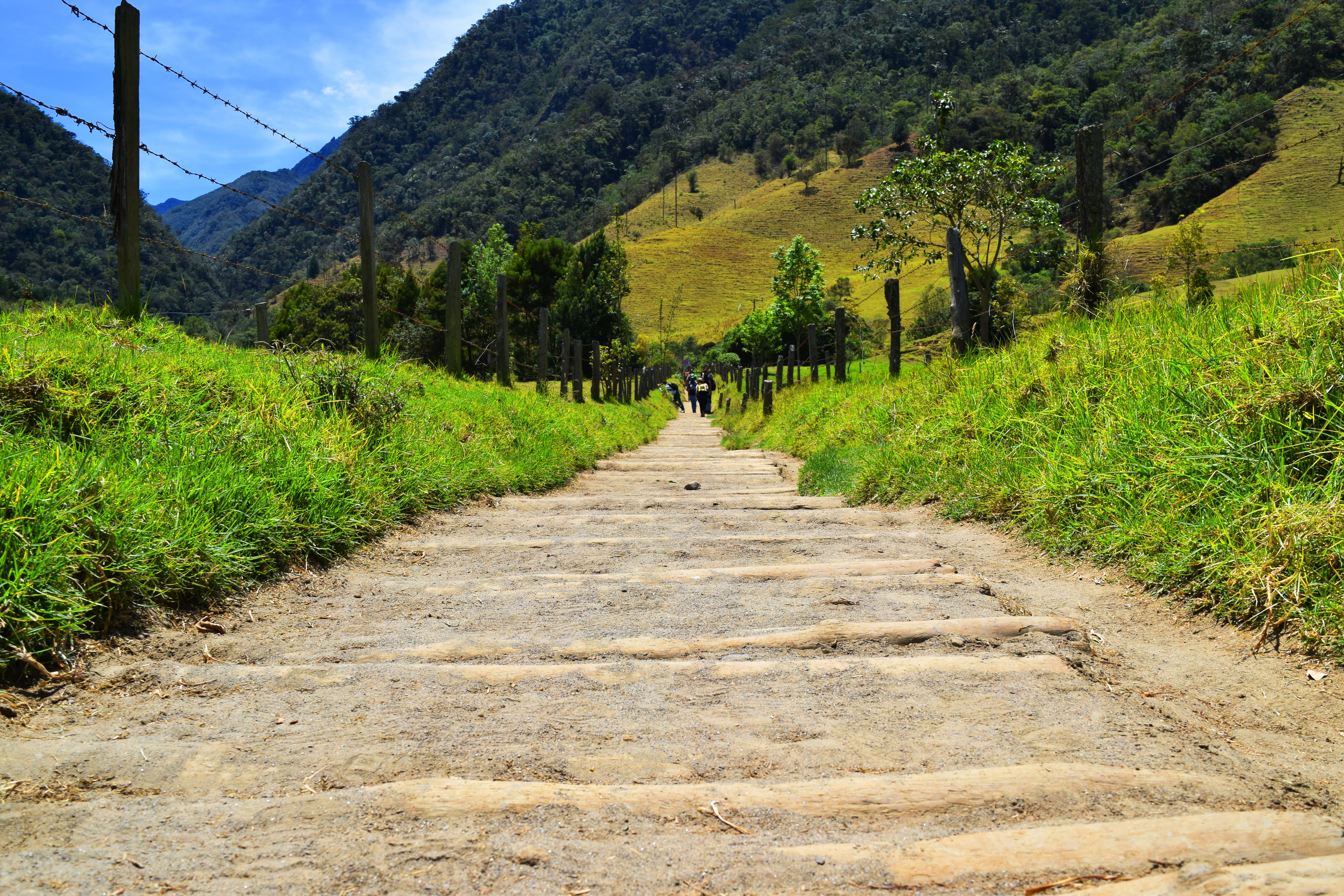 diminishing perspective, path, countryside, tree, direction, outdoors, day, nature, hill, the road, perspective, landscape, forests, grass, walk, cocora, HD Wallpaper