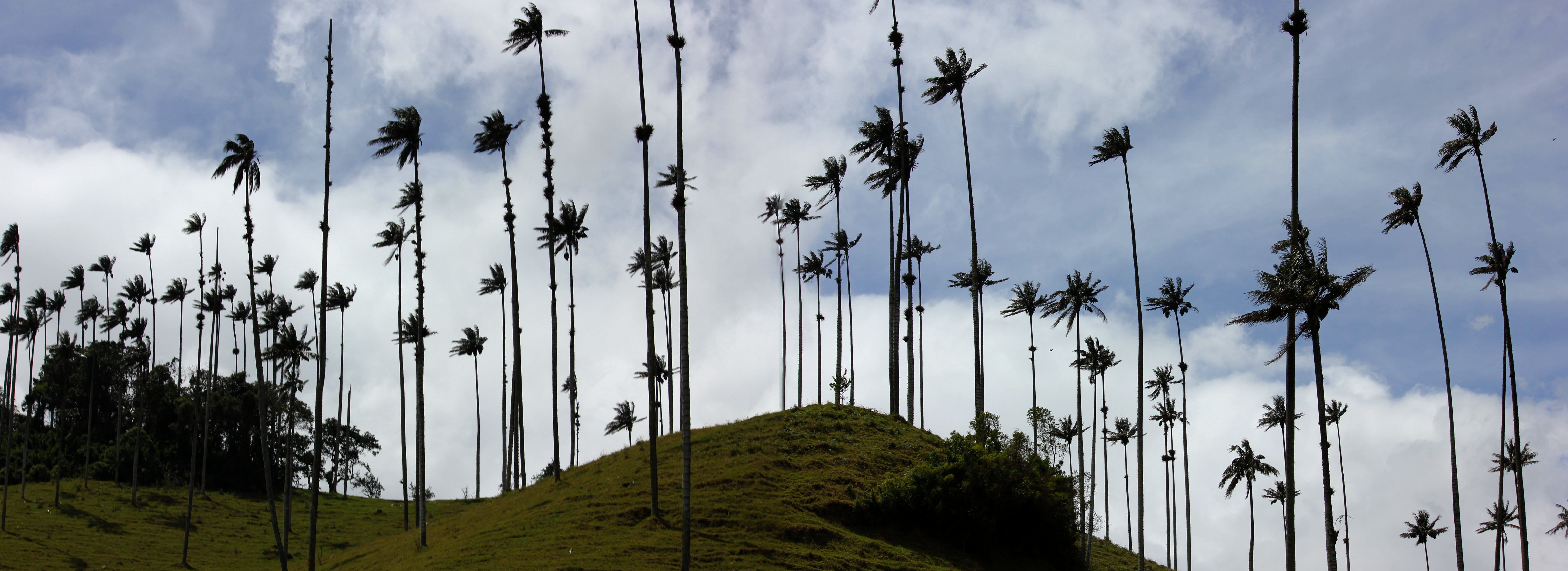 panorama, plant, 8K, palm trees, travel destinations, environment, south america, tropical climate, no people, outdoors, colombia, tranquility, mountain, HD Wallpaper