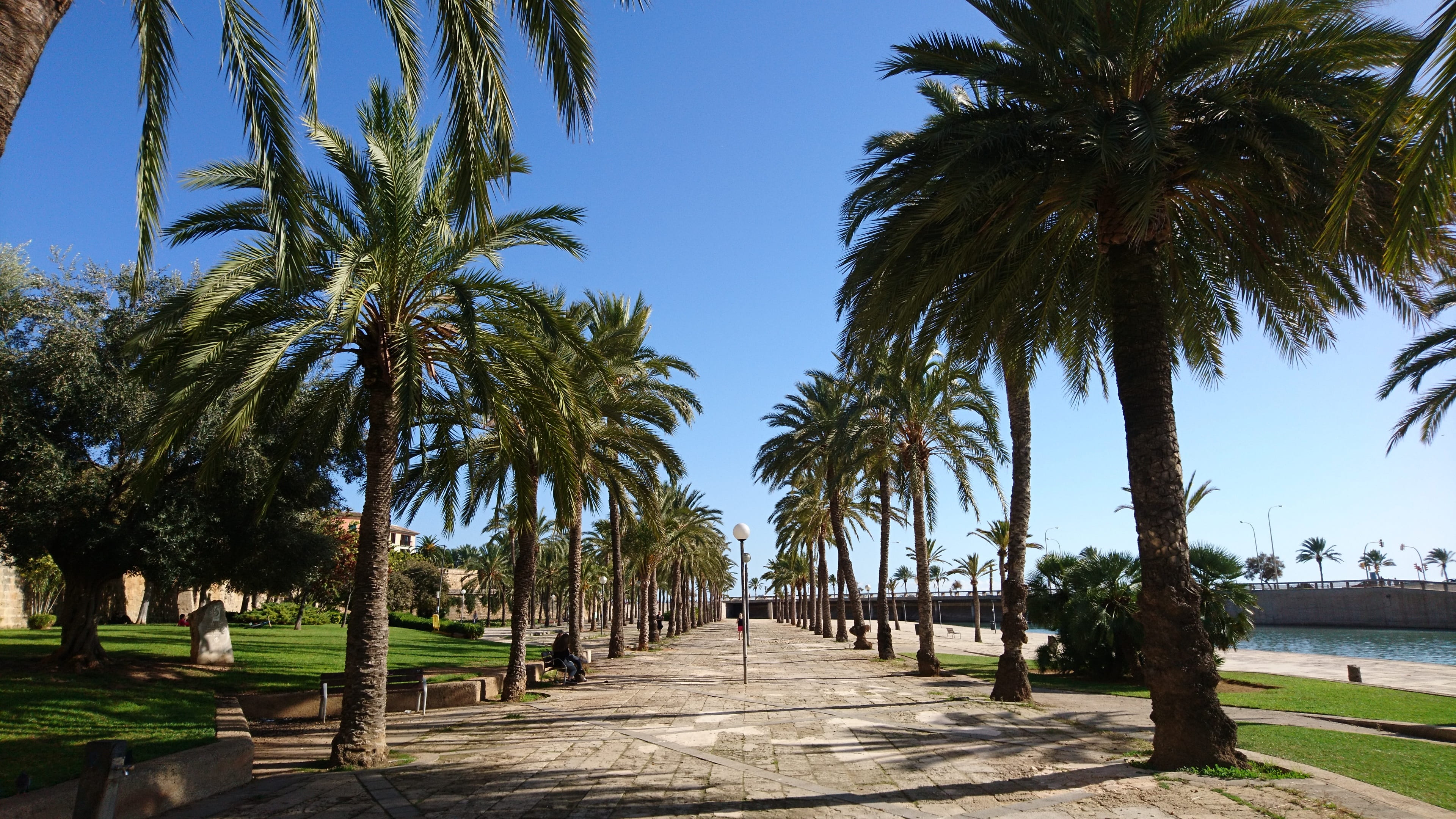 tranquility, day, water, in a row, paradise, palm tree, tree, outdoors, footpath, palma de mallorca, summer, no people, treelined, diminishing perspective, HD Wallpaper