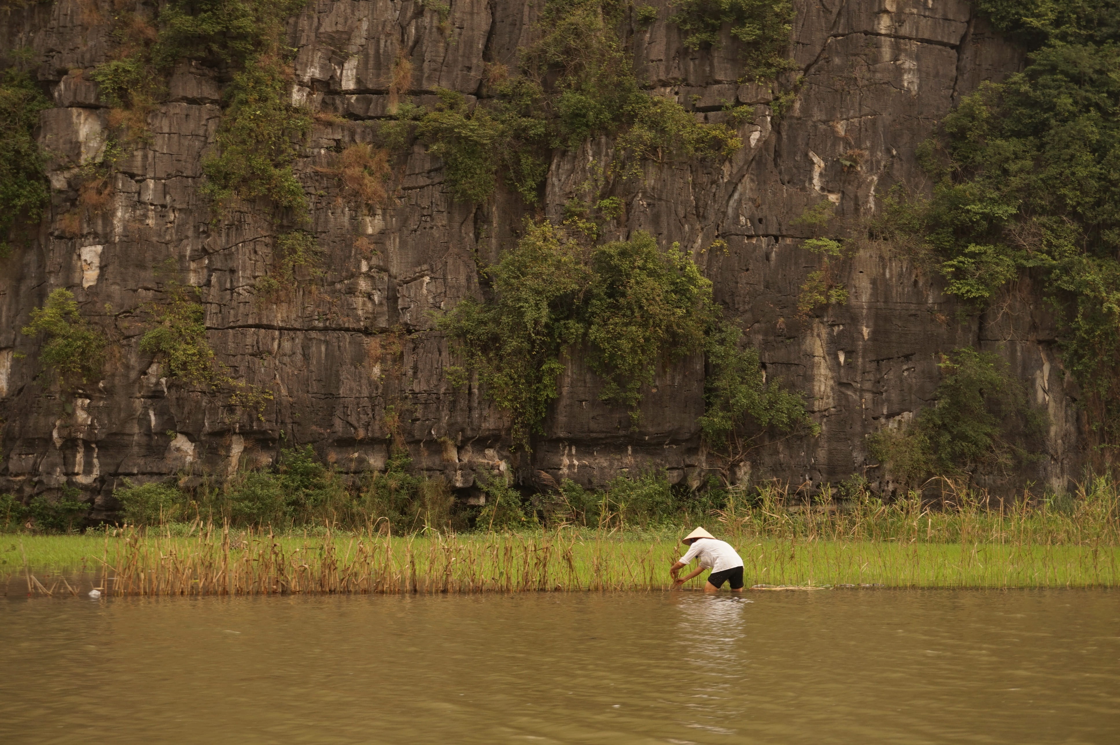 4K, rock, Vietnam, landscape, farm, work, Rice Fields, Rice Field, tourism, backpack, day, travel, beauty in nature, green color, nature, mountain, animal wildlife, HD Wallpaper