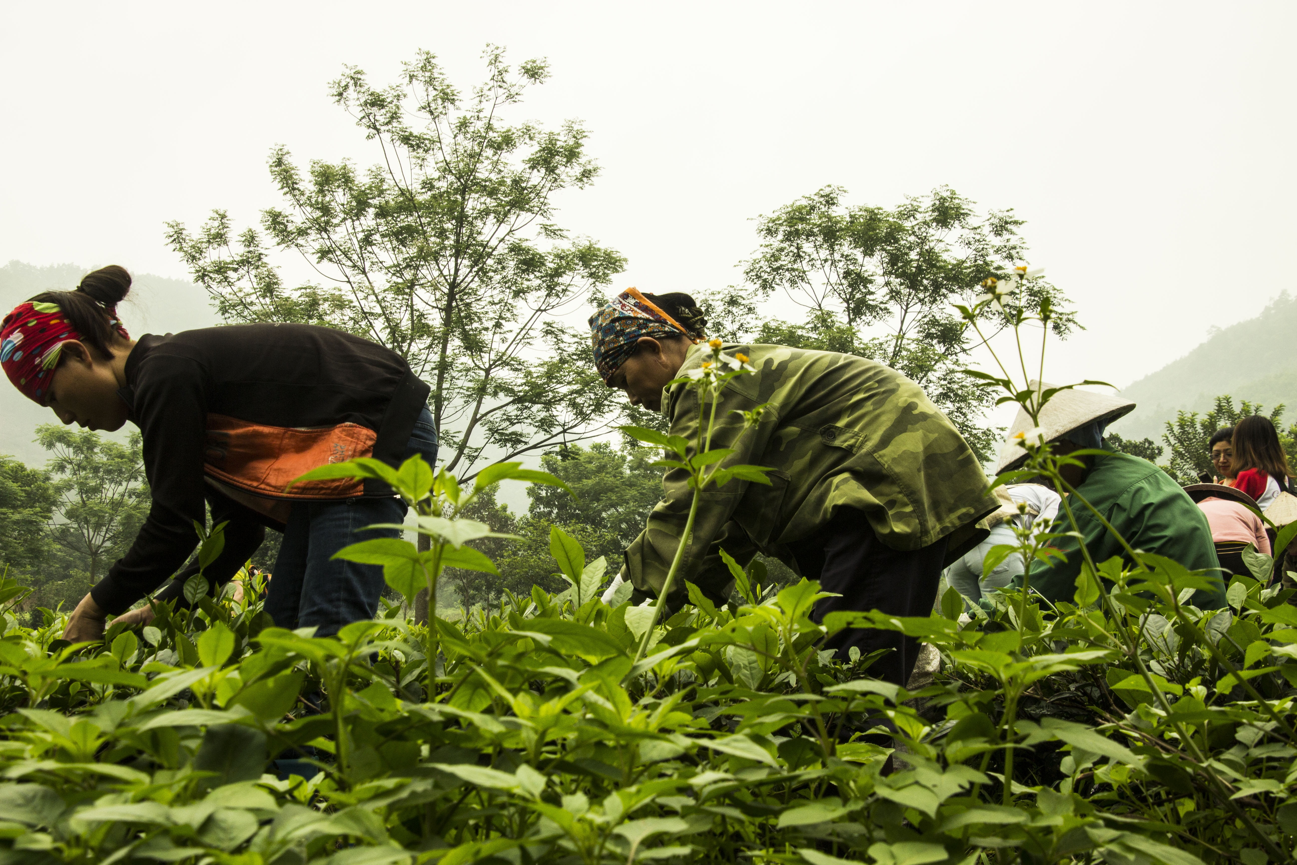 plantation, standing, three quarter length, adults only, 5K, men, growth, vietnamese, plant, occupation, hanoi, tradition, landscape, obscured face, two people, HD Wallpaper