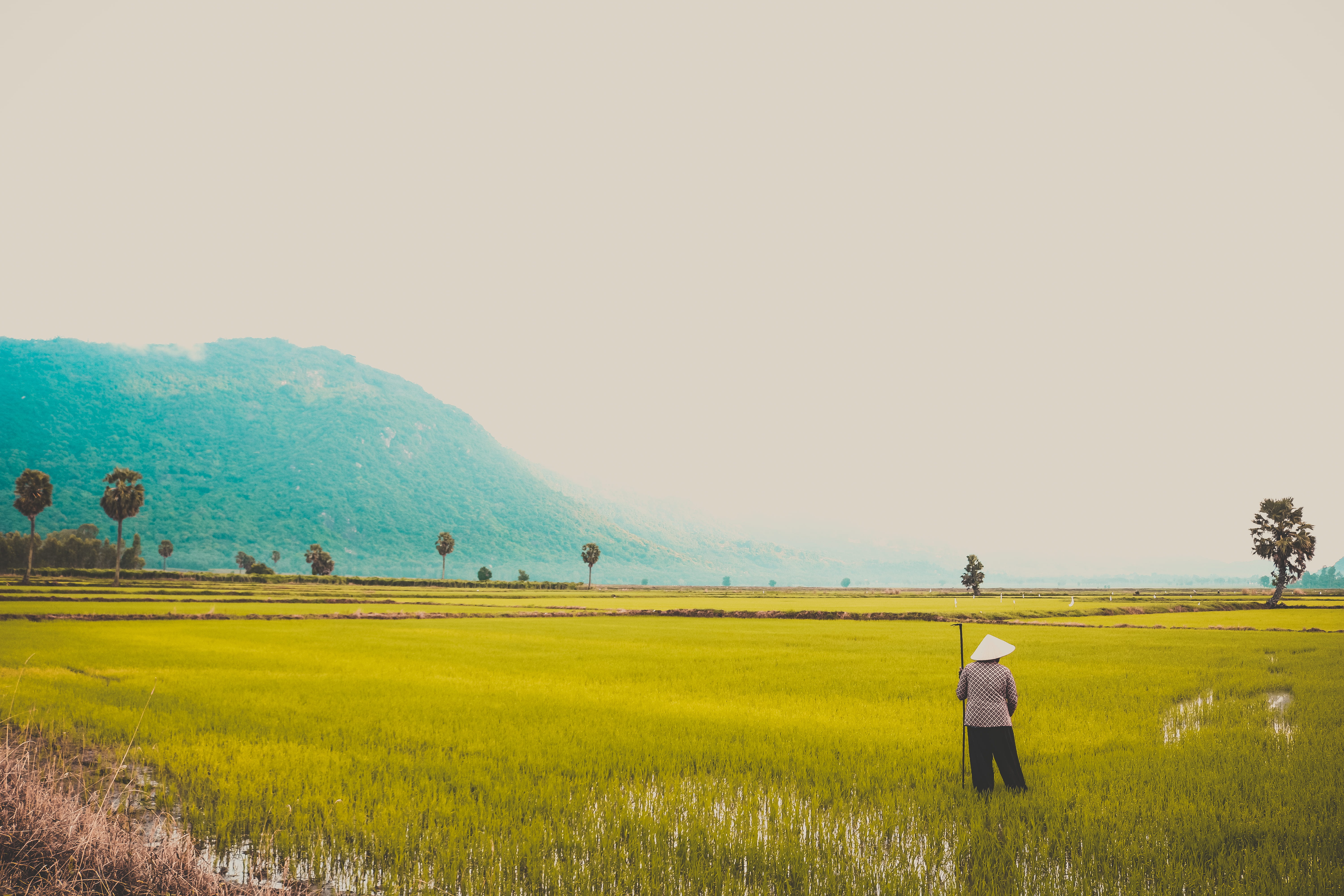 farmer, crops, #vietnamese, land, beauty in nature, rural scene, agriculture, rear view, scenics - nature, standing, person, real people, daylight, nature, HD Wallpaper