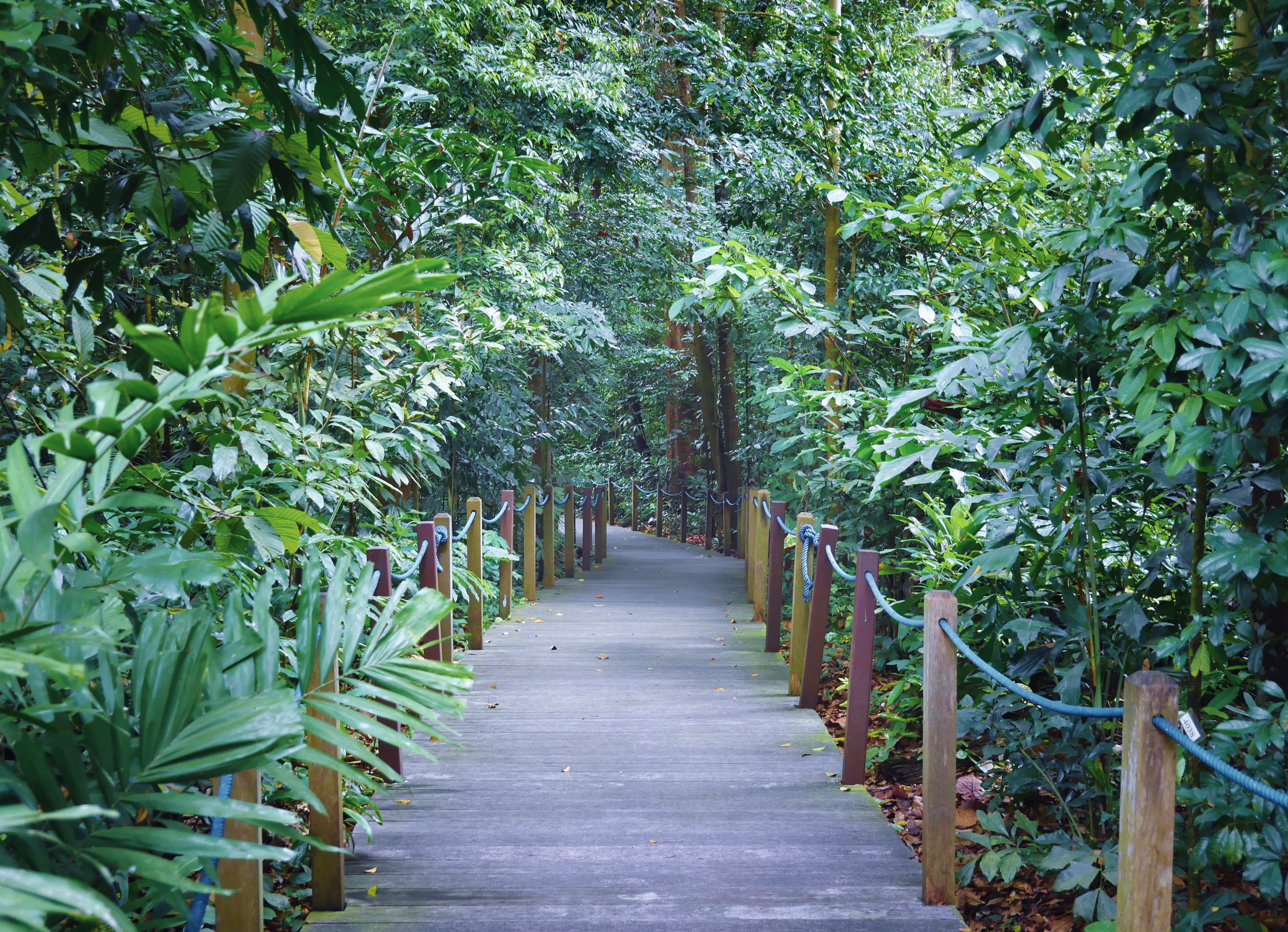 garden path, rainforest path, pathway, the way forward, botanical garden, traveler, tropical travel, 4K, singapore botanic gardens, diminishing perspective, HD Wallpaper