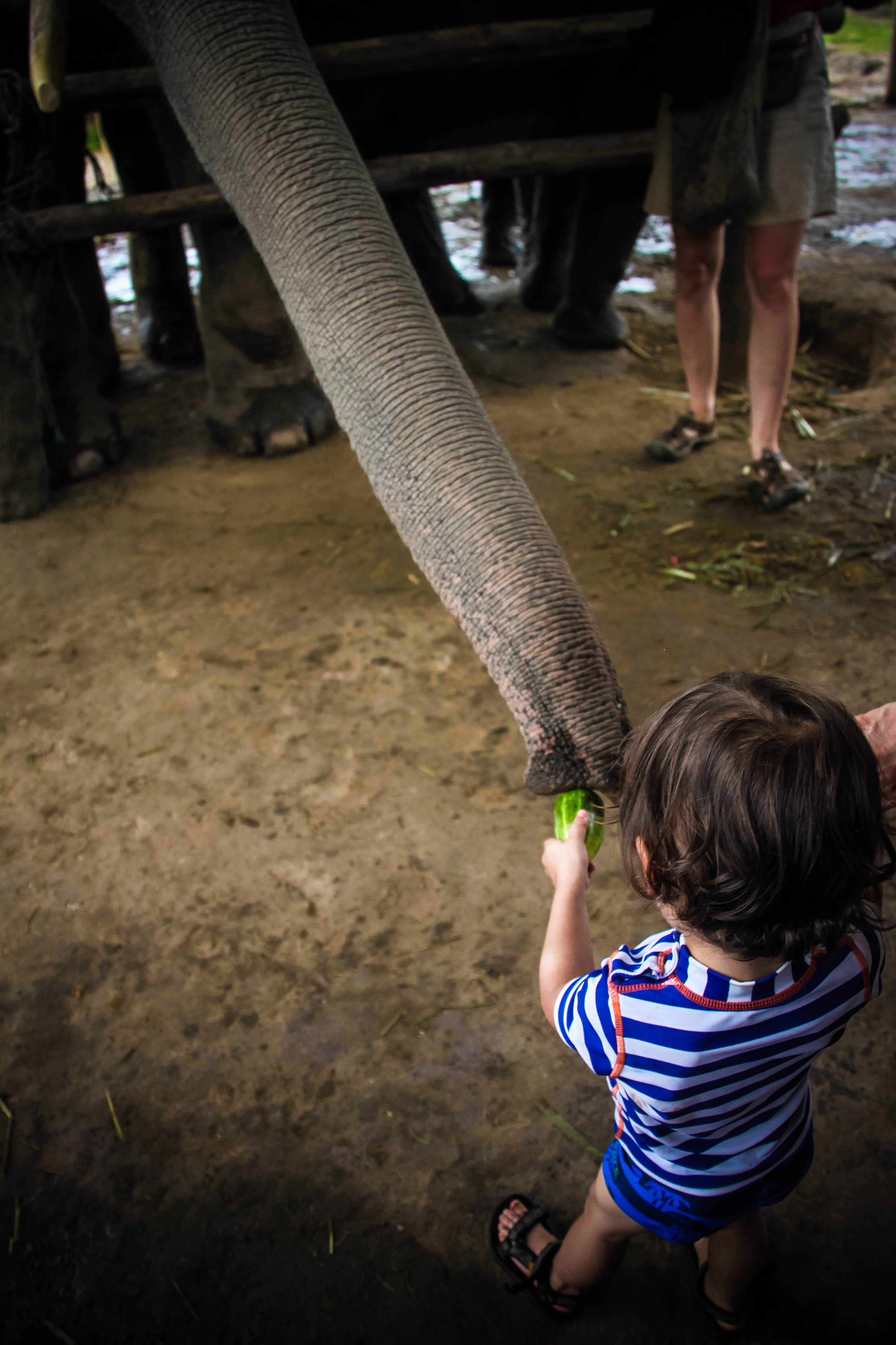globetrotter, lifestyles, focus on foreground, trunk, small, elephant, people, child, explorerer, chiang mai, feeding, incidental people, full length, travelling, Phone HD Wallpaper