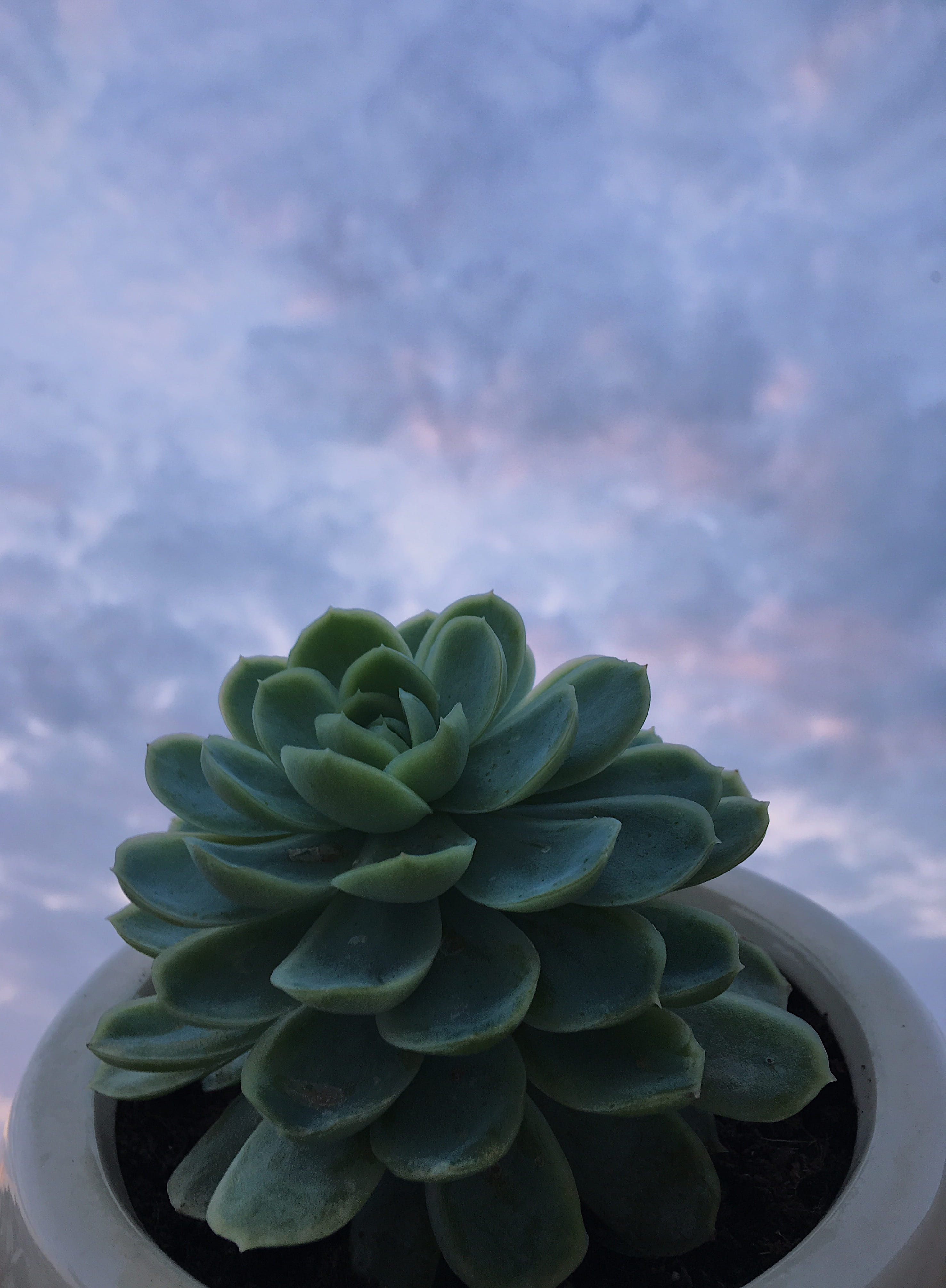 cloud - sky, succulent plant, 4K, no filter, hipster, clouds, outdoors, potted plant, beauty in nature, leaf, plants, growth, focus on foreground, plant, Phone HD Wallpaper