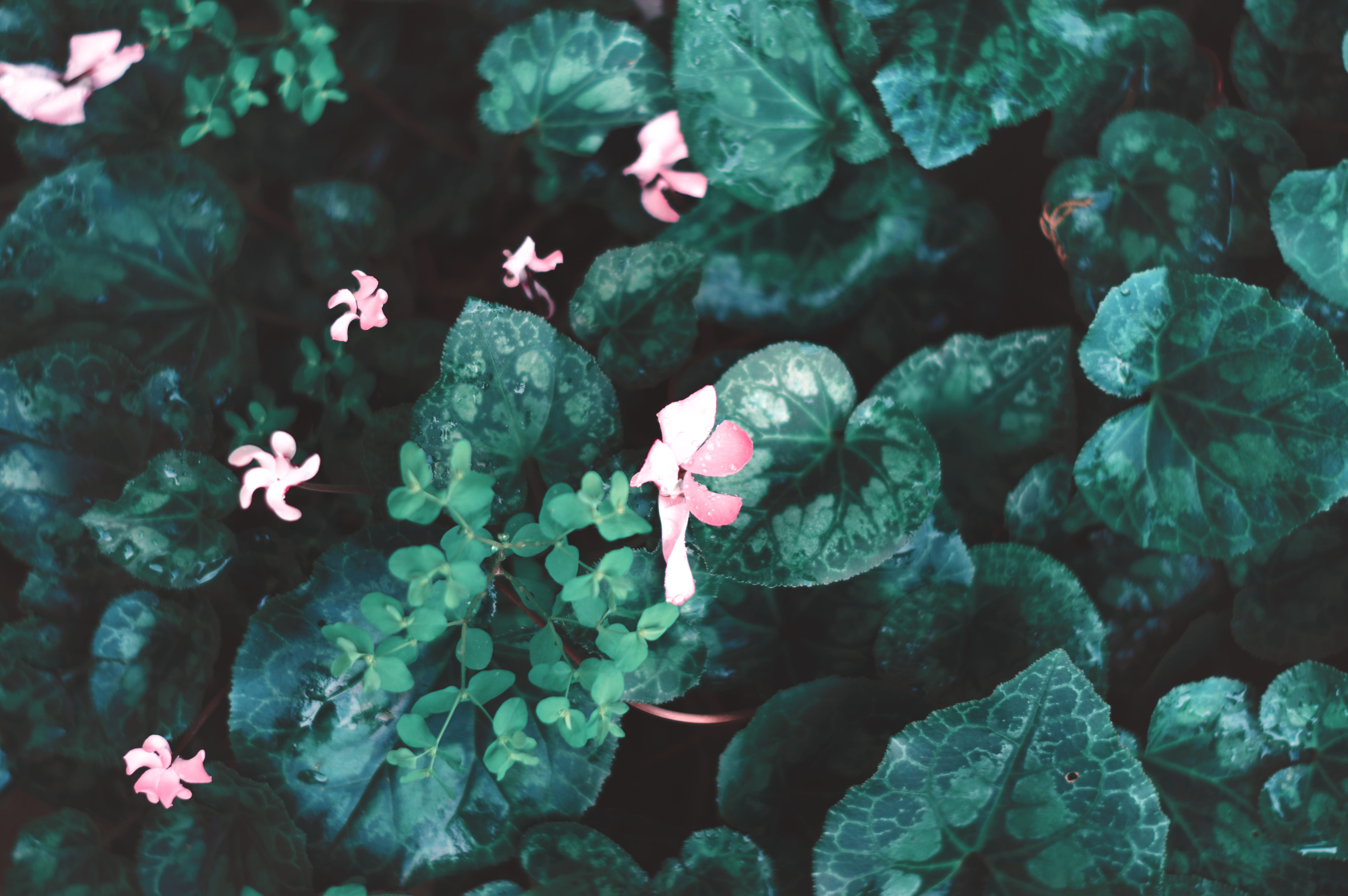 background, nature, growth, vulnerability, inflorescence, backyard, winter, colors, green, leaves, garden, pink color, petal, high angle view, plant, outdoors, HD Wallpaper