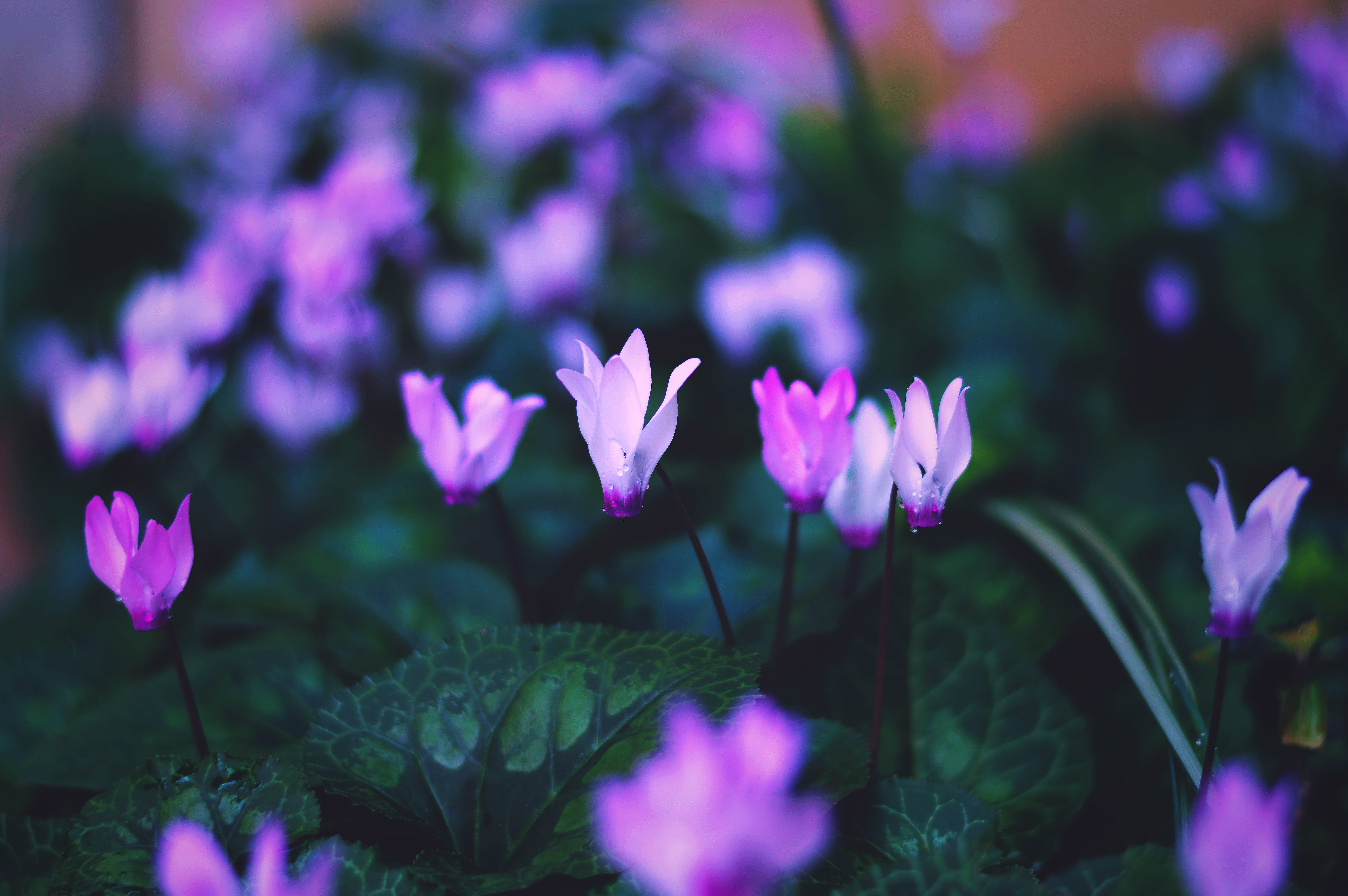 plant, winter, fragility, freshness, petal, growth, rain, inflorescence, rain drops, crocus, outdoors, leaf, israel, 5K, flower, flowers, close-up, closeup, HD Wallpaper