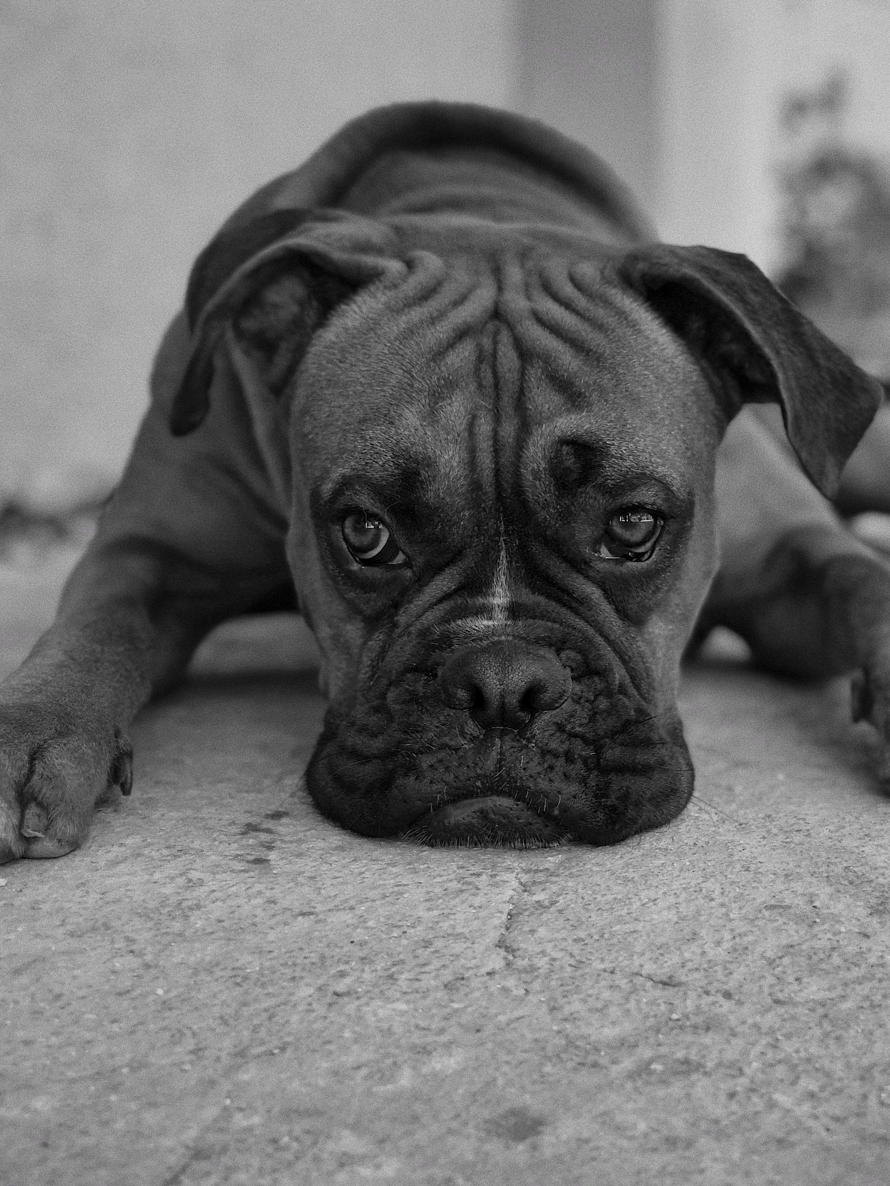 dog, israel, no people, details, portrait, looking at camera, domestic, focus on foreground, lying down, boxer, eyes, black and white, pets, bnw, resting, Phone HD Wallpaper