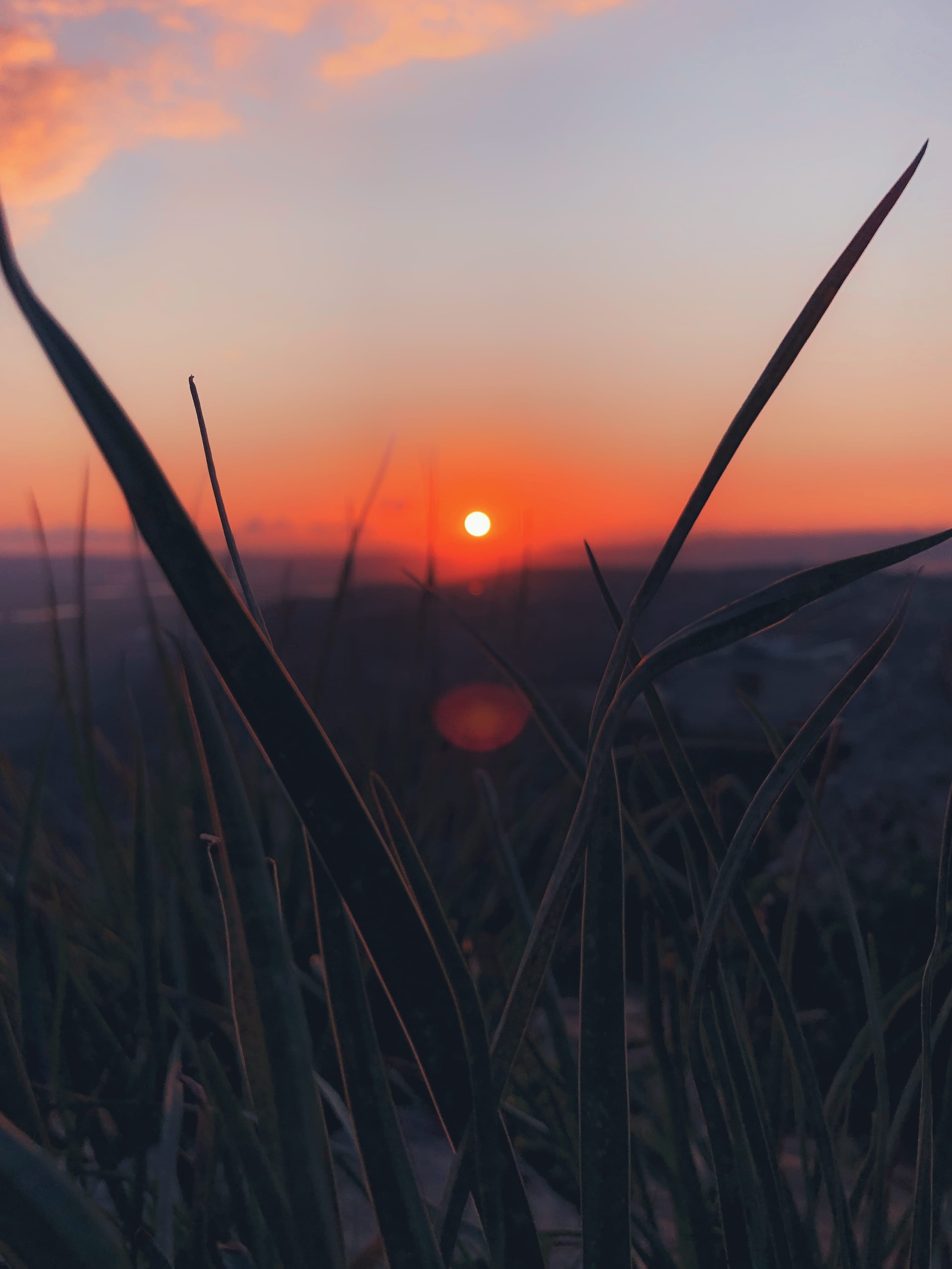 dawn, outdoors, blade of grass, dusk, tranquility, close-up, stalk, 60, lens flare, rural scene, sky, land, landscape, field, agriculture, grass, nature, Phone HD Wallpaper