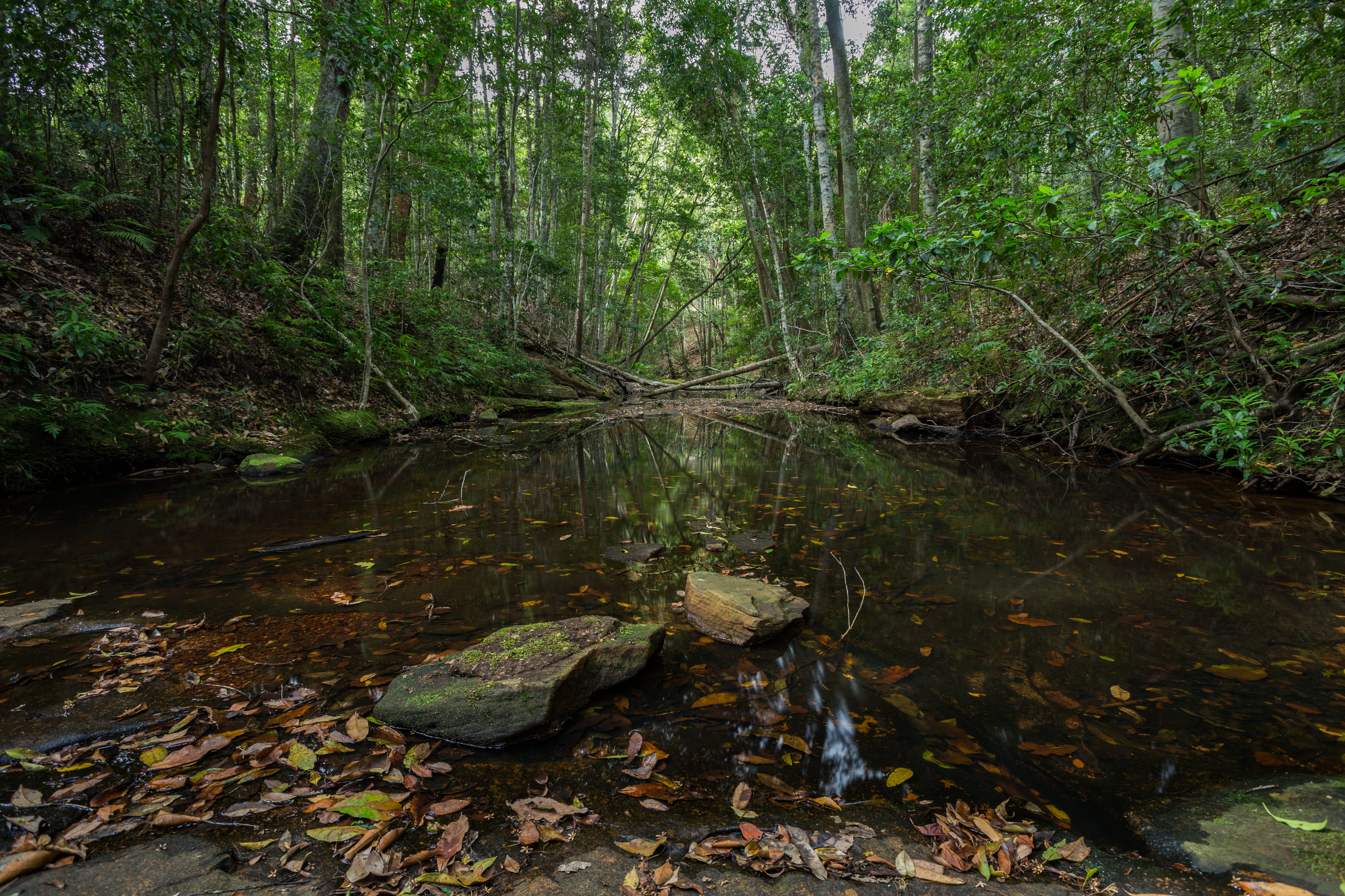 scenics - nature, nature, 5K, tree, tranquil scene, non-urban scene, plant part, land, leaf, rocks, bola creek, trees, nsw, moss, beauty in nature, plant, HD Wallpaper